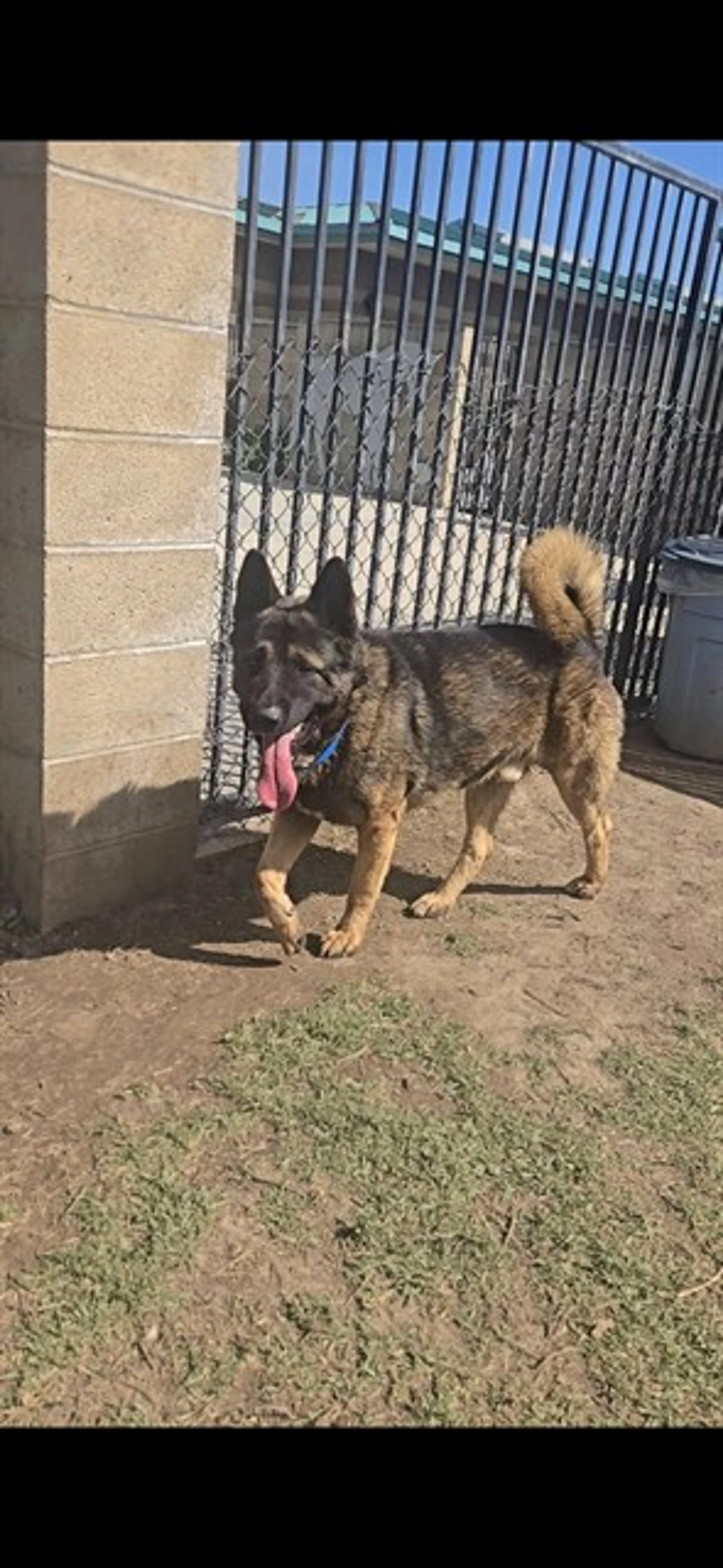 Found pet