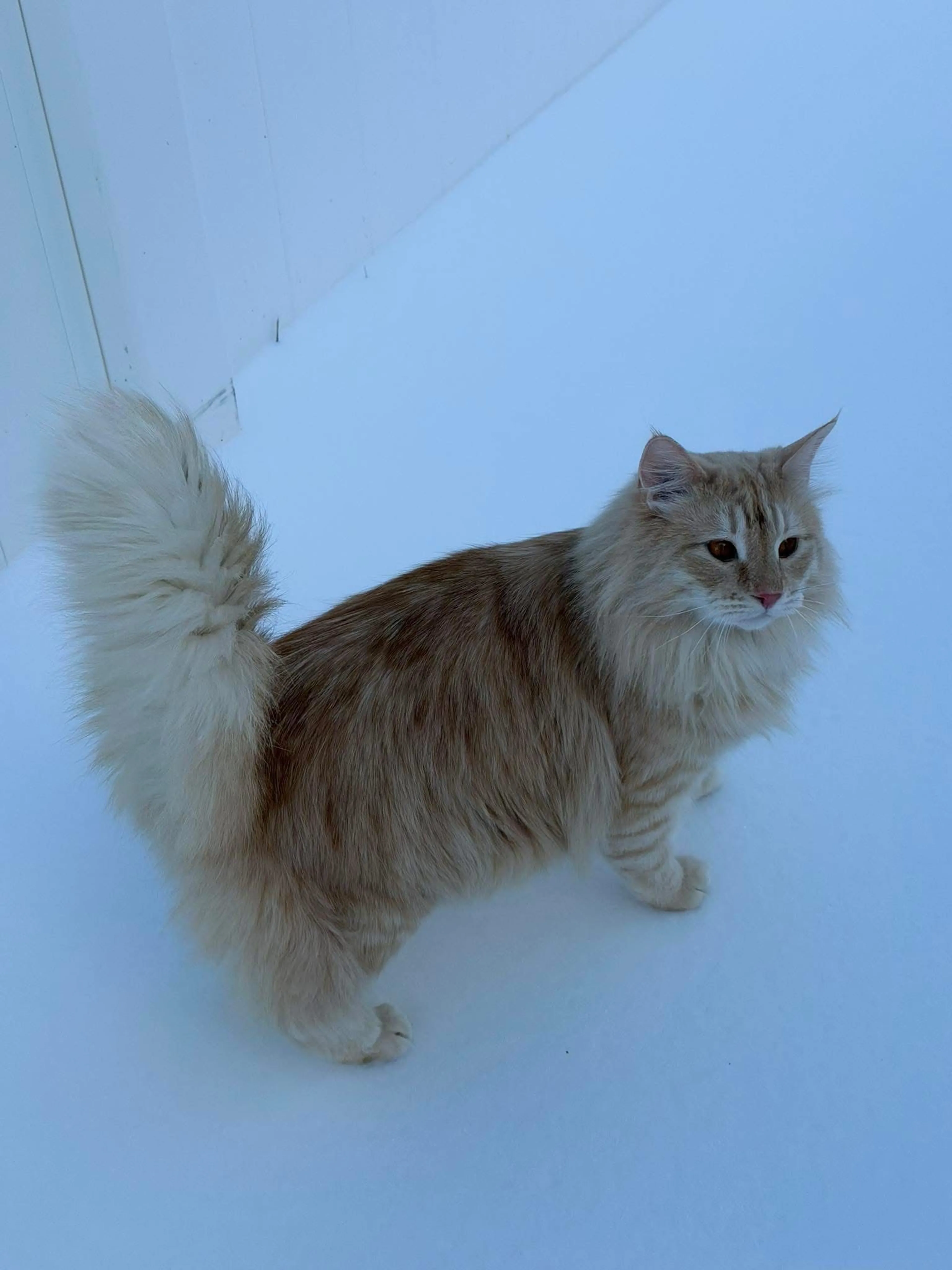 Lost pet