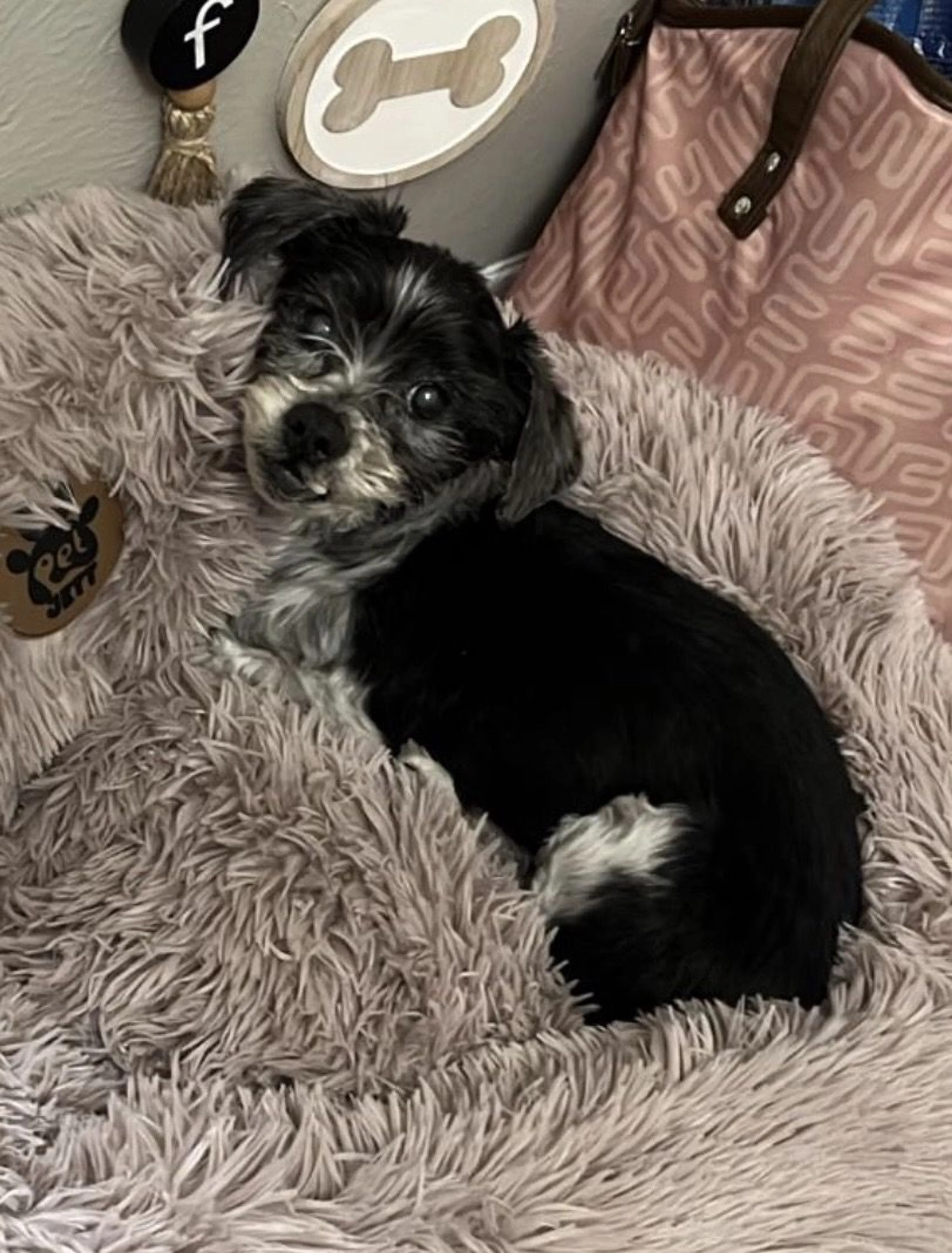 Lost pet