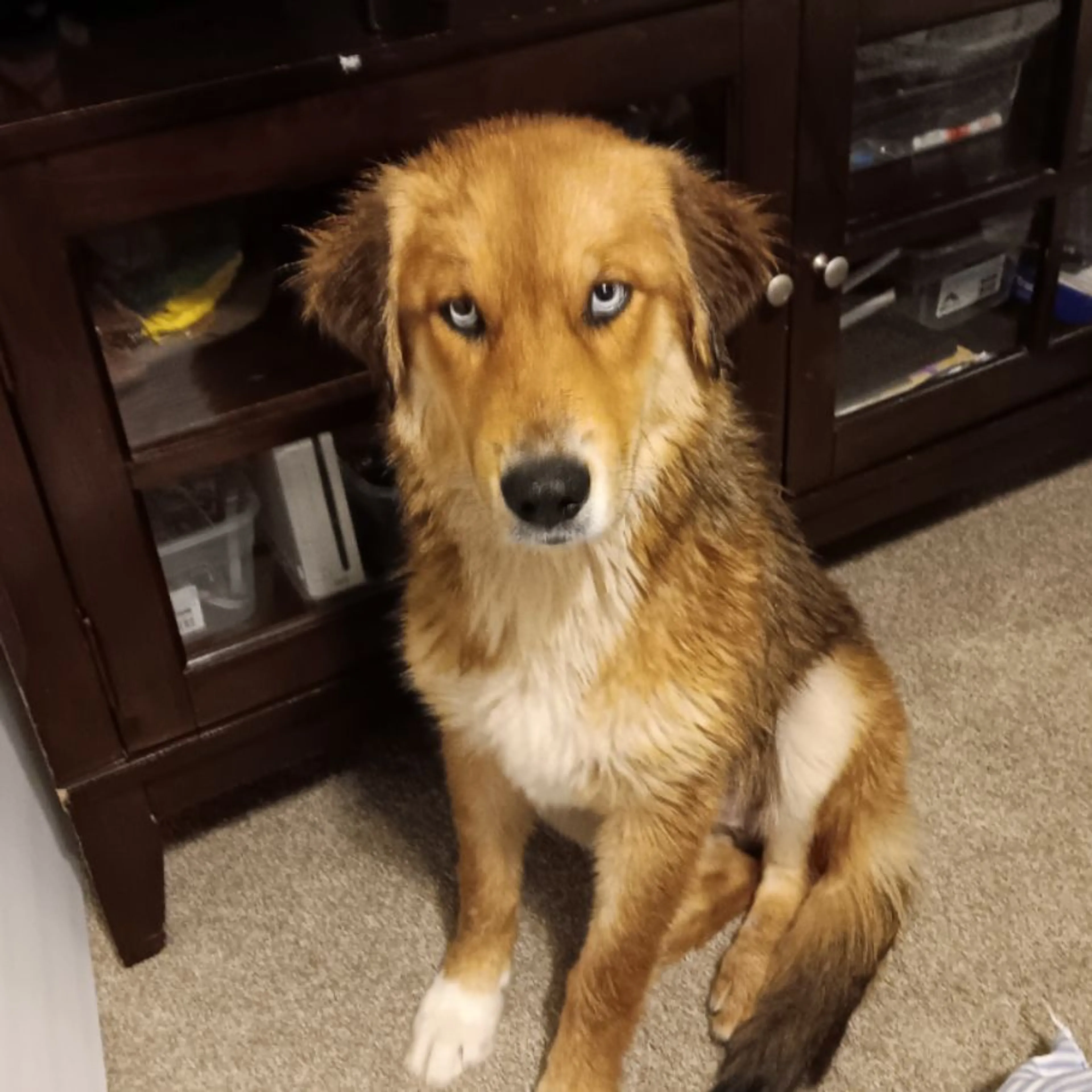 Lost pet