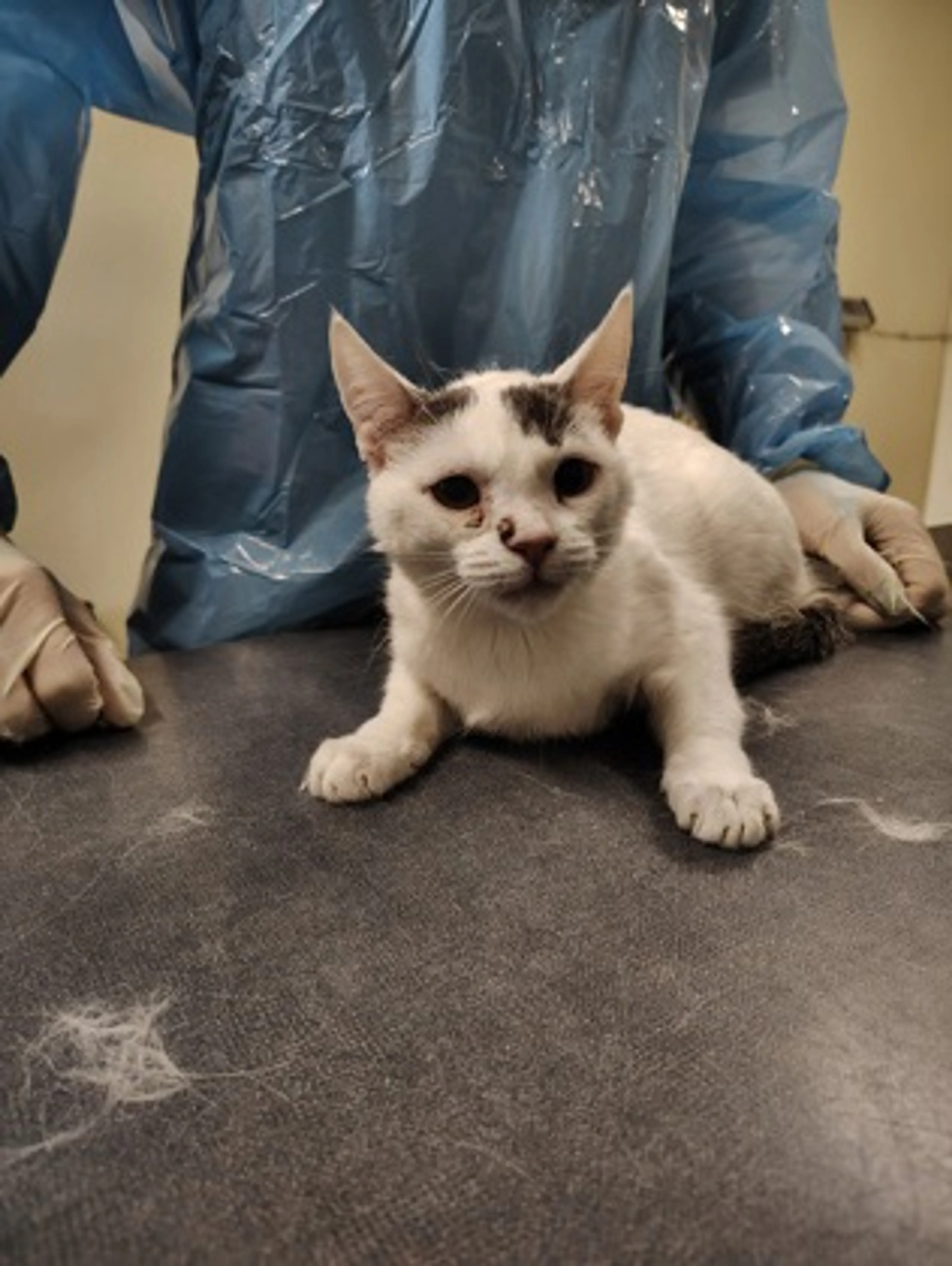 Found pet