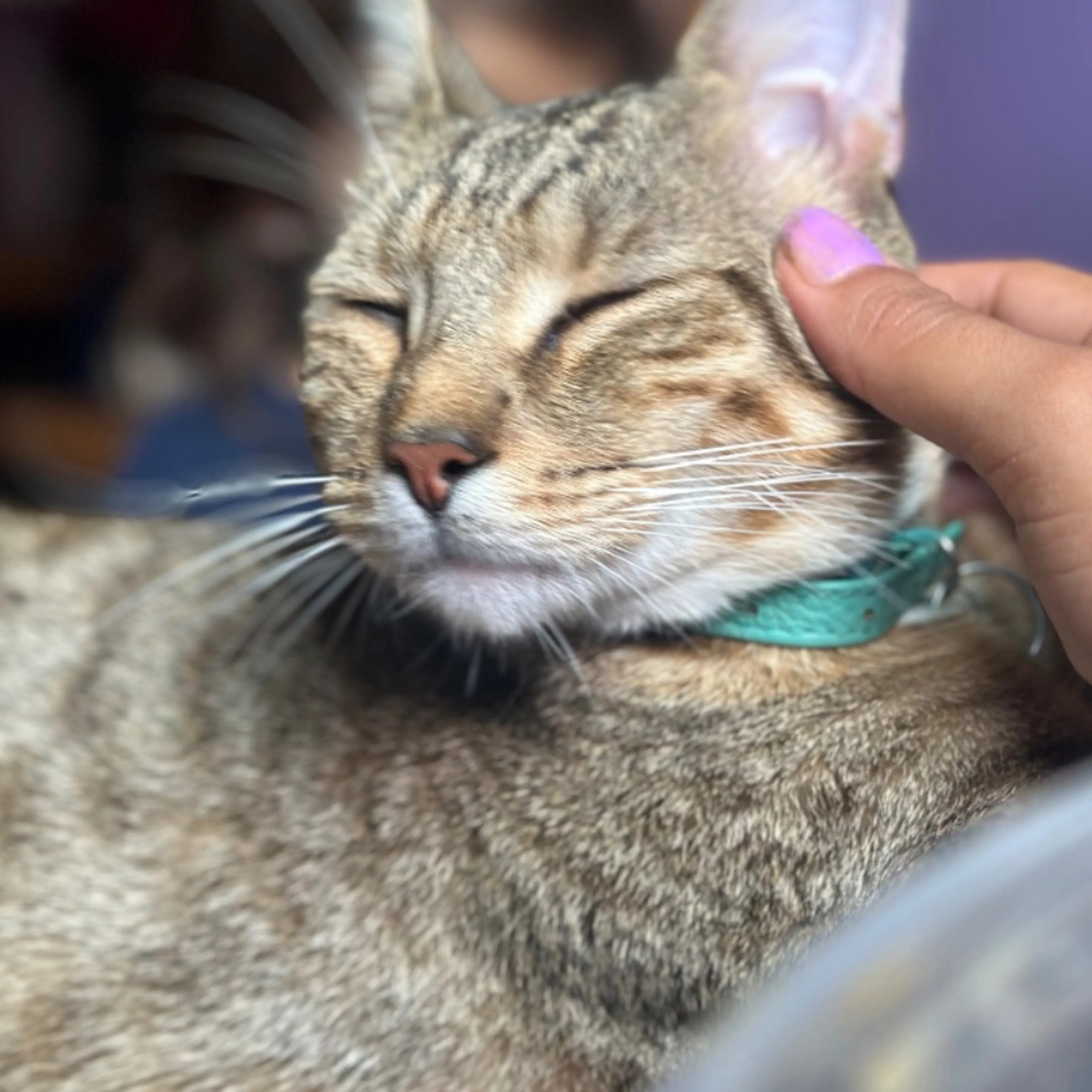 Lost pet