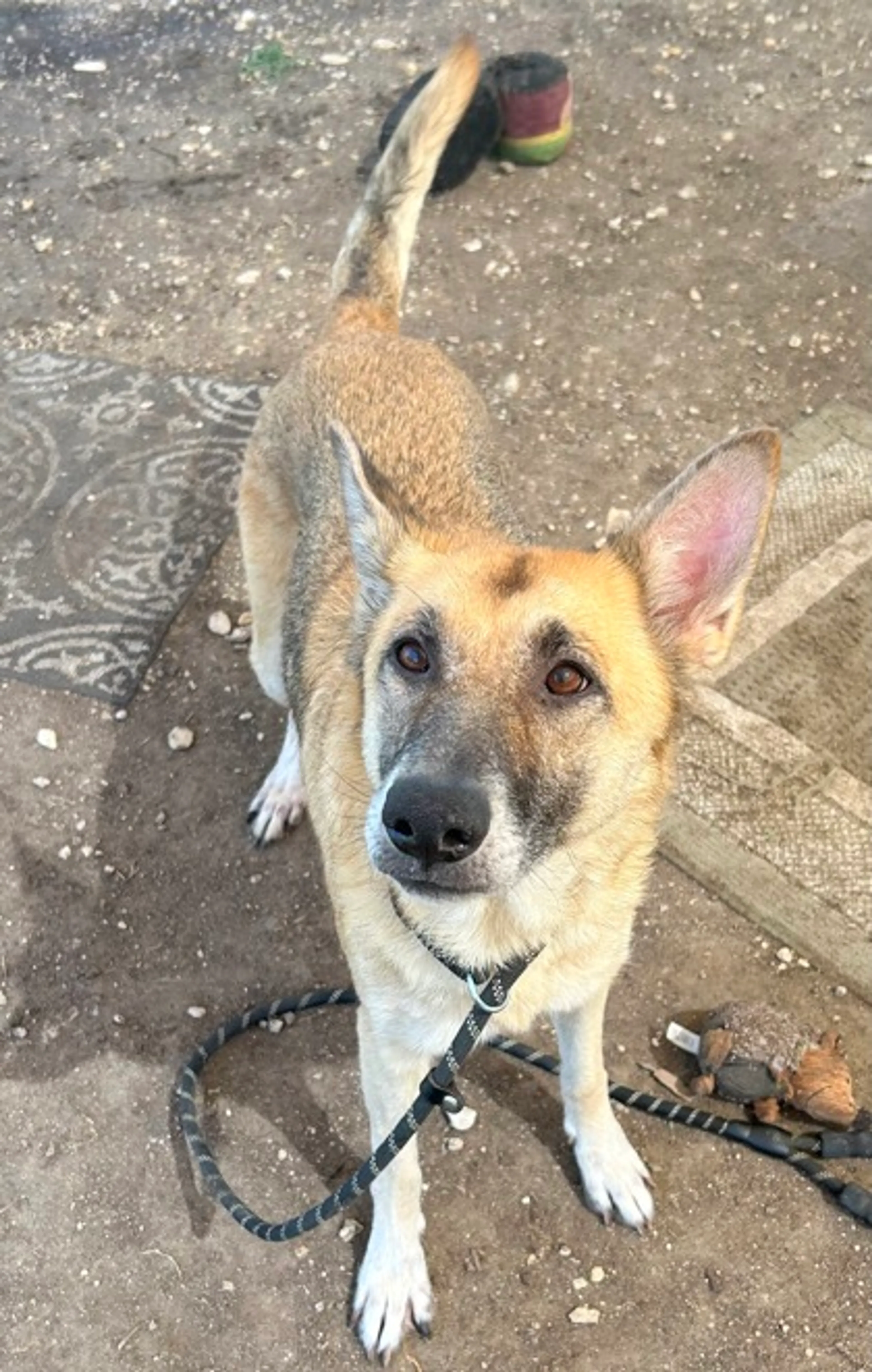 Found pet-1