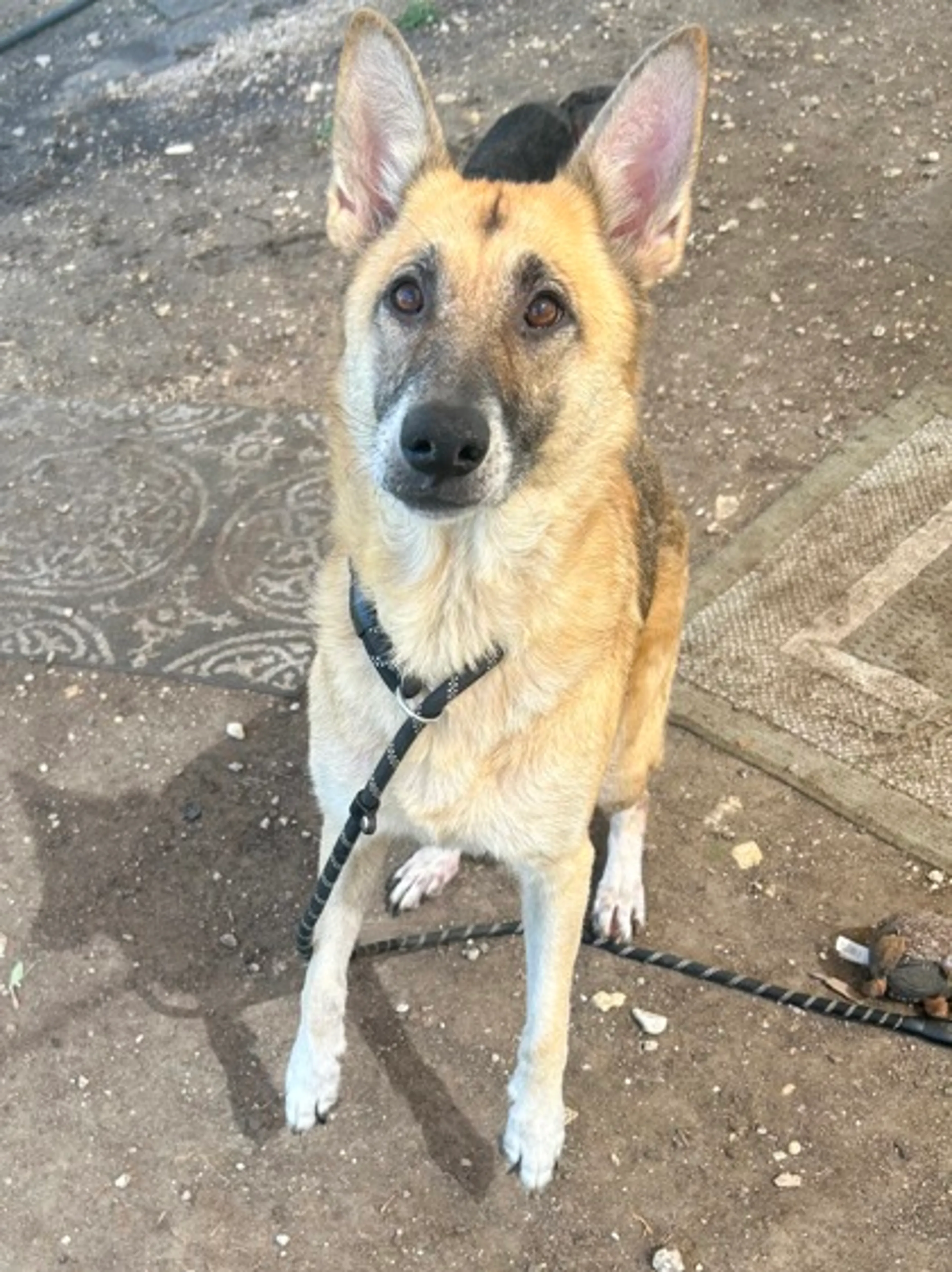 Found pet-2