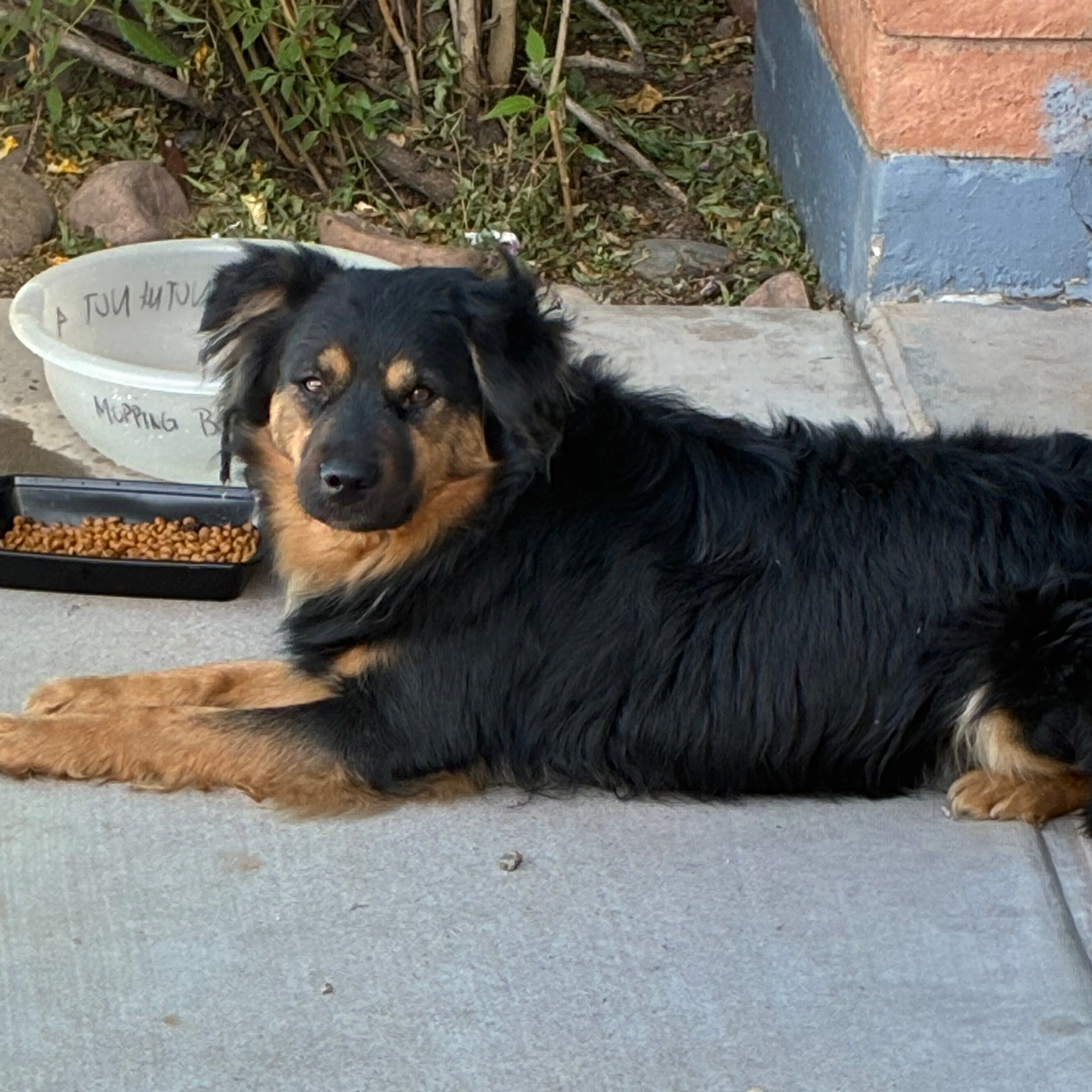 Found pet-1
