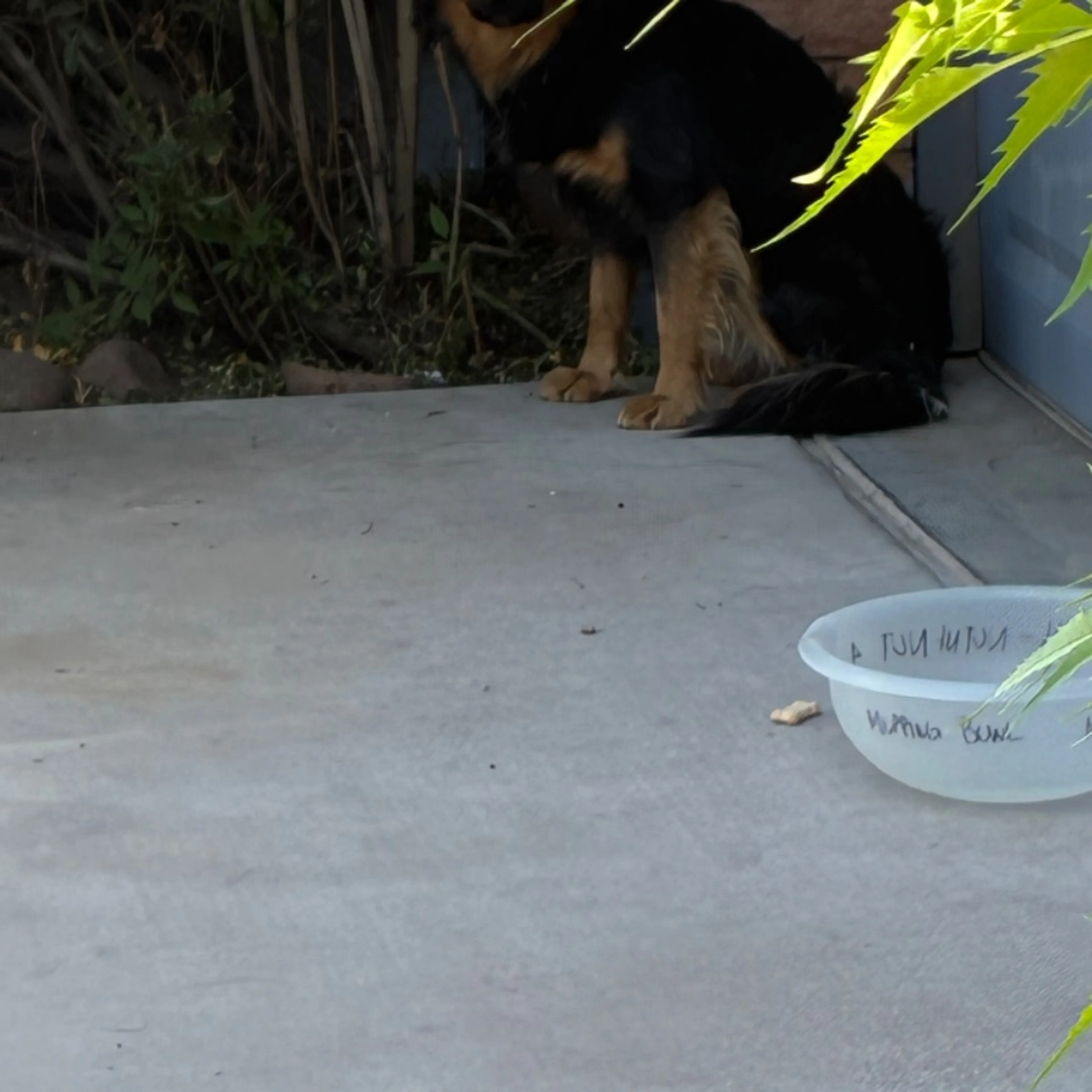 Found pet-0