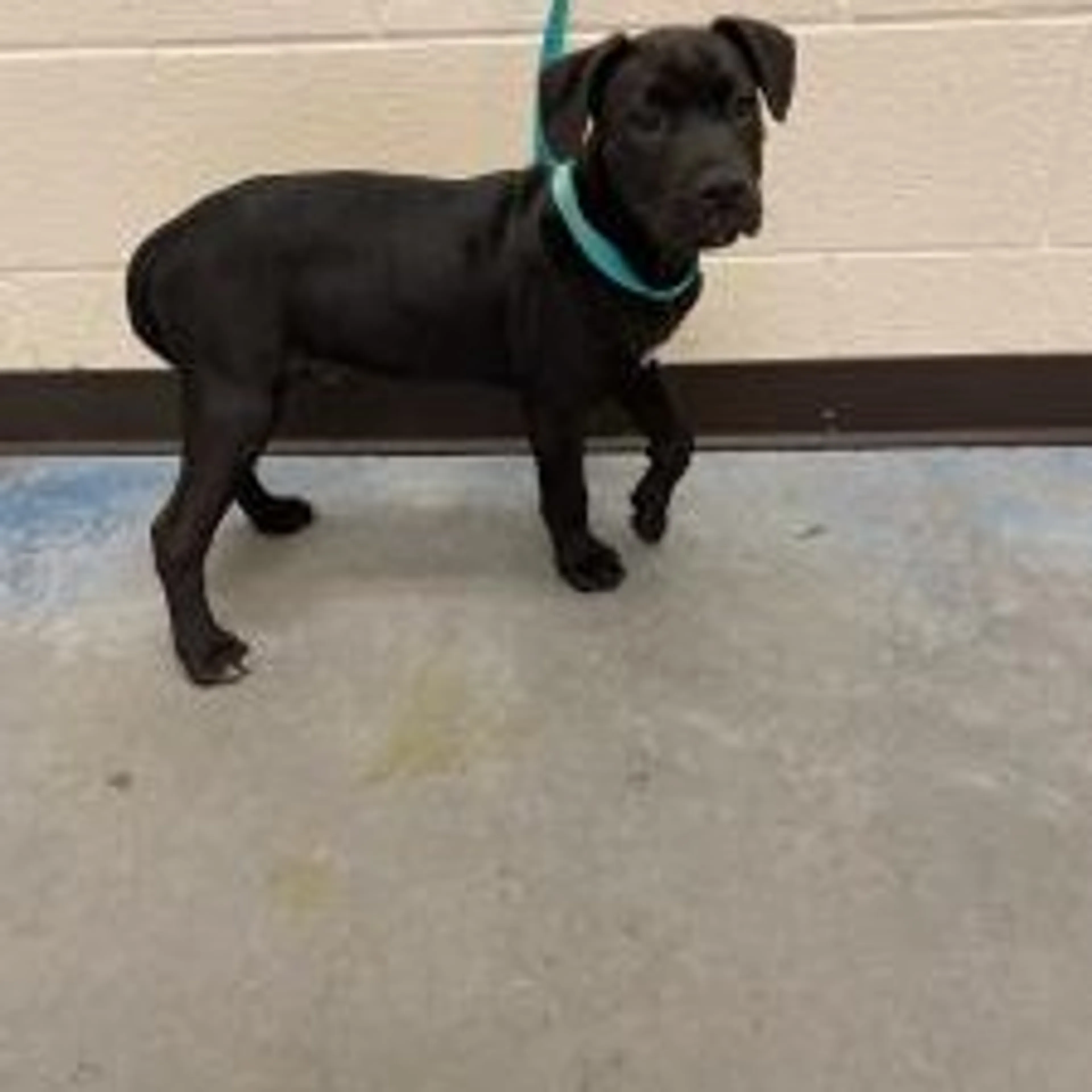 Found pet