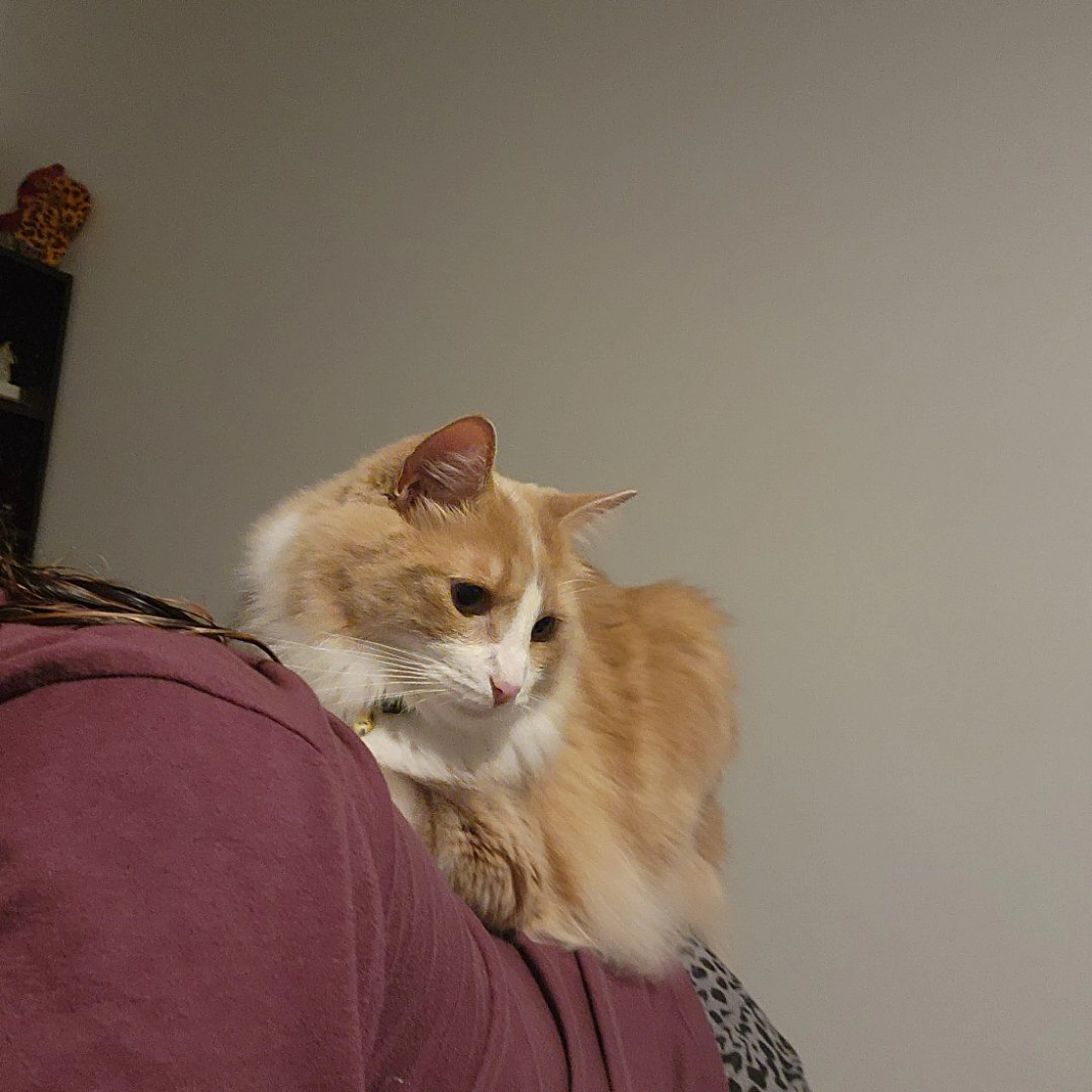 Lost pet