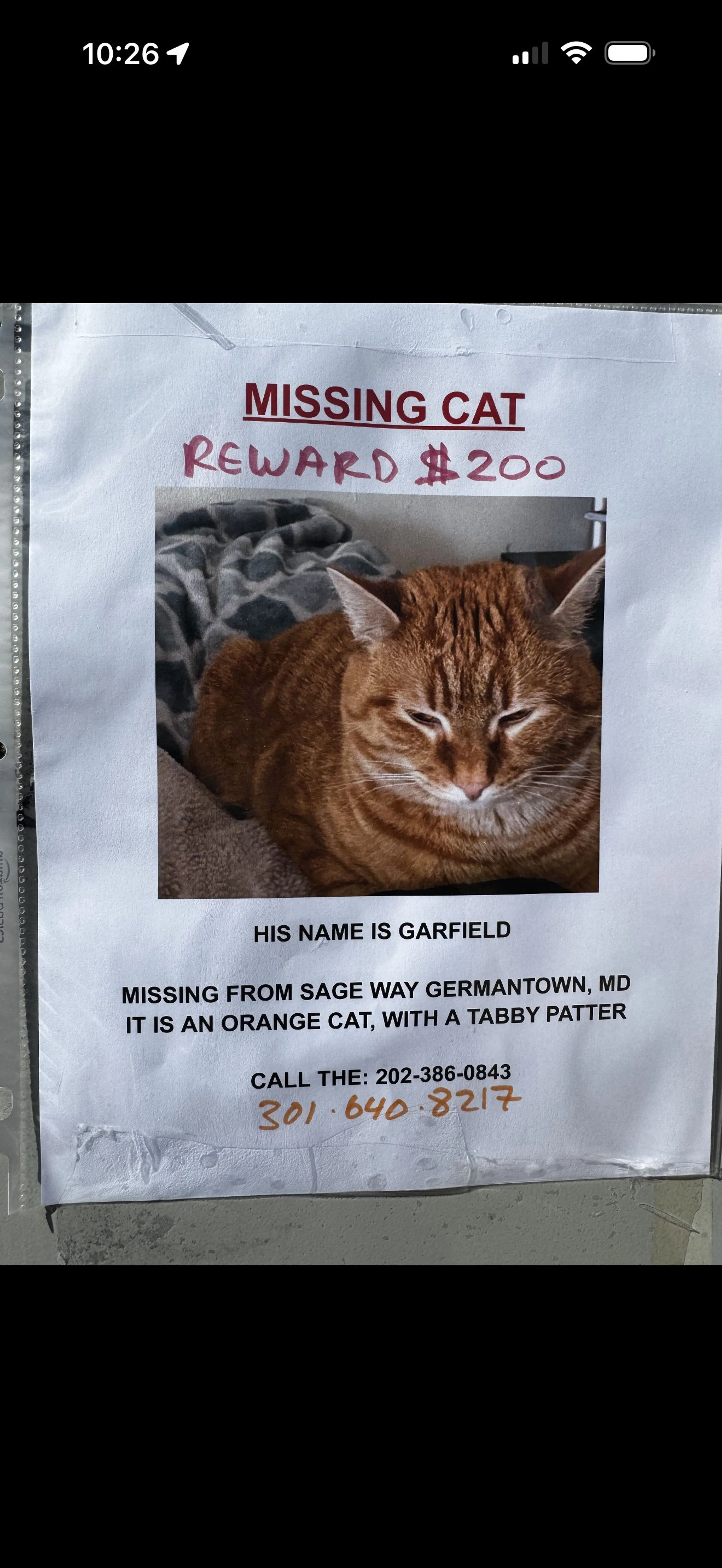 Lost pet-0
