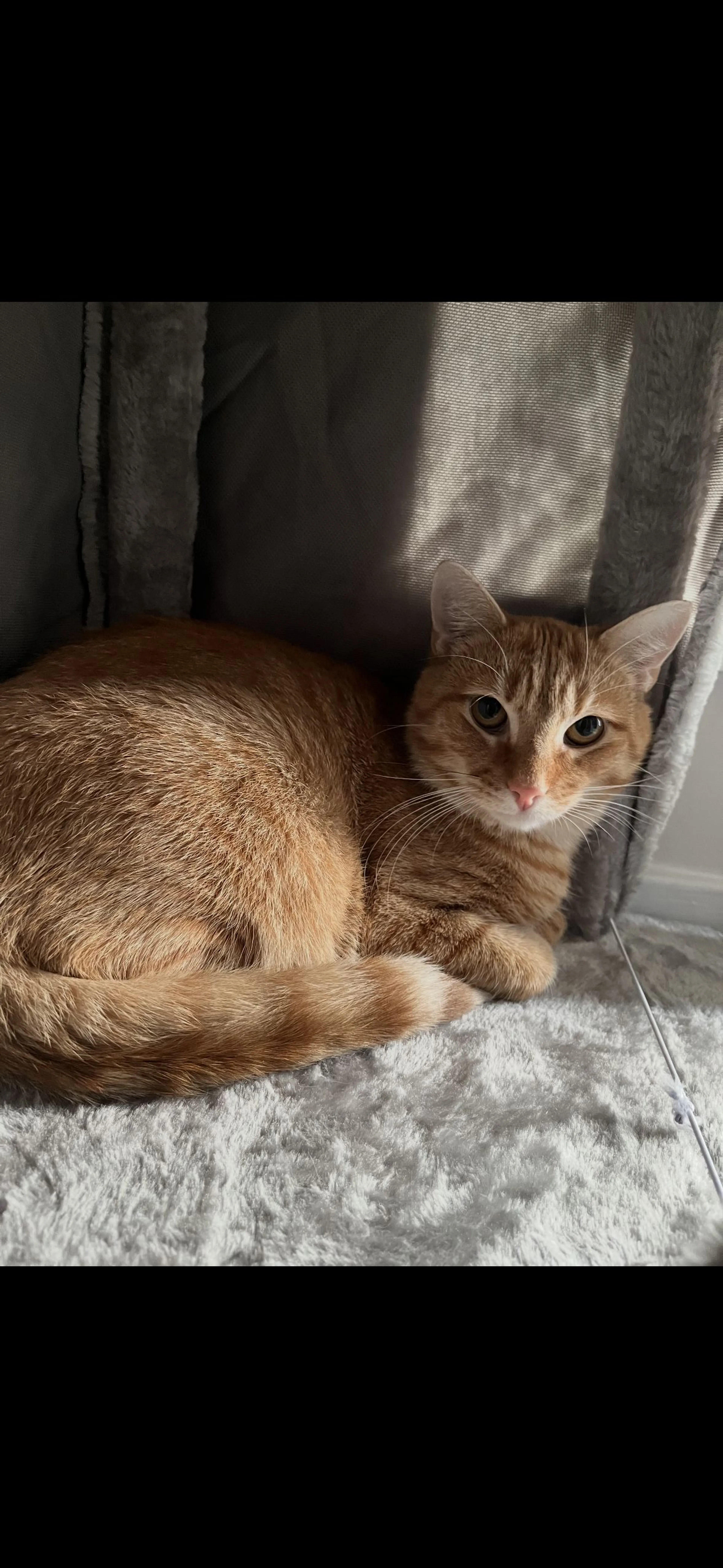 Lost pet-1