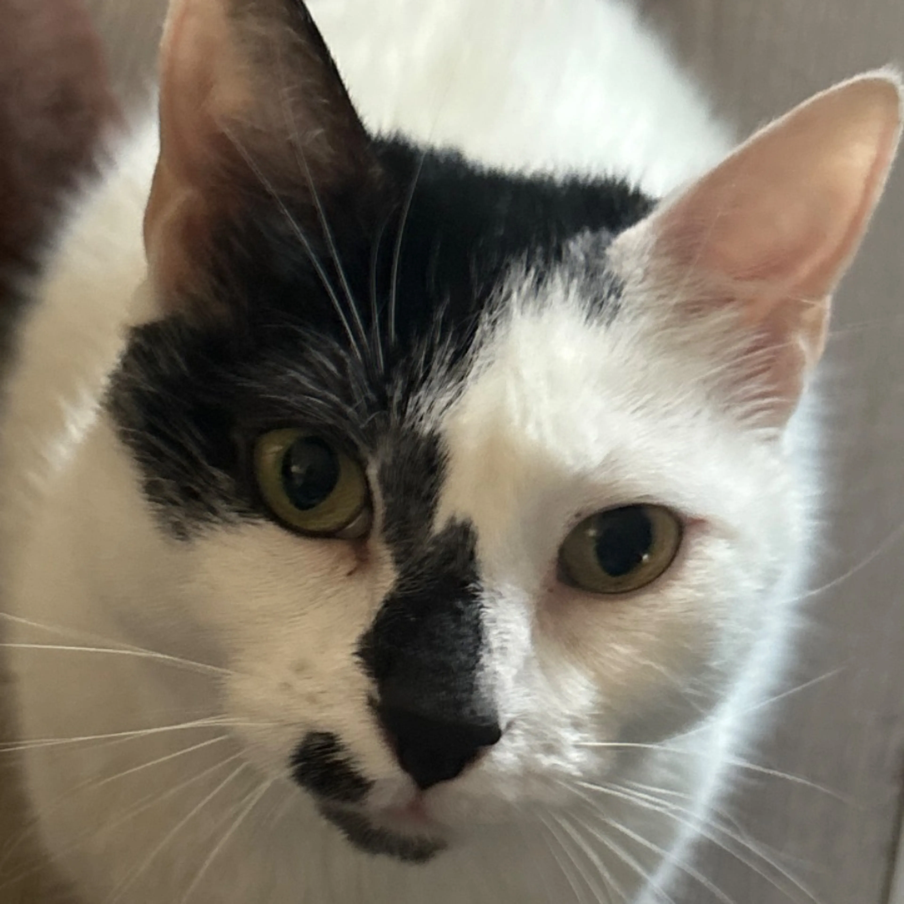 Lost pet