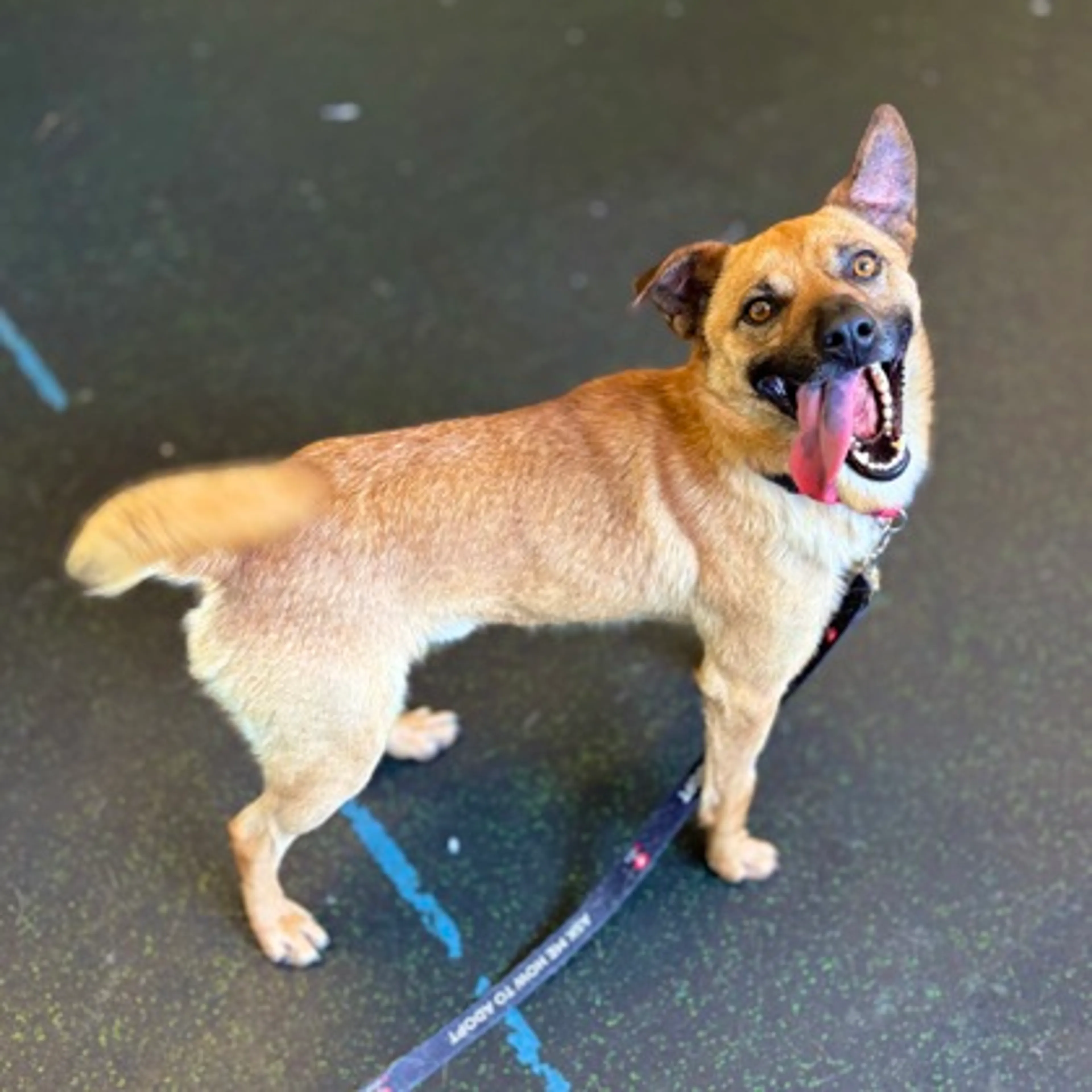 Found pet-2