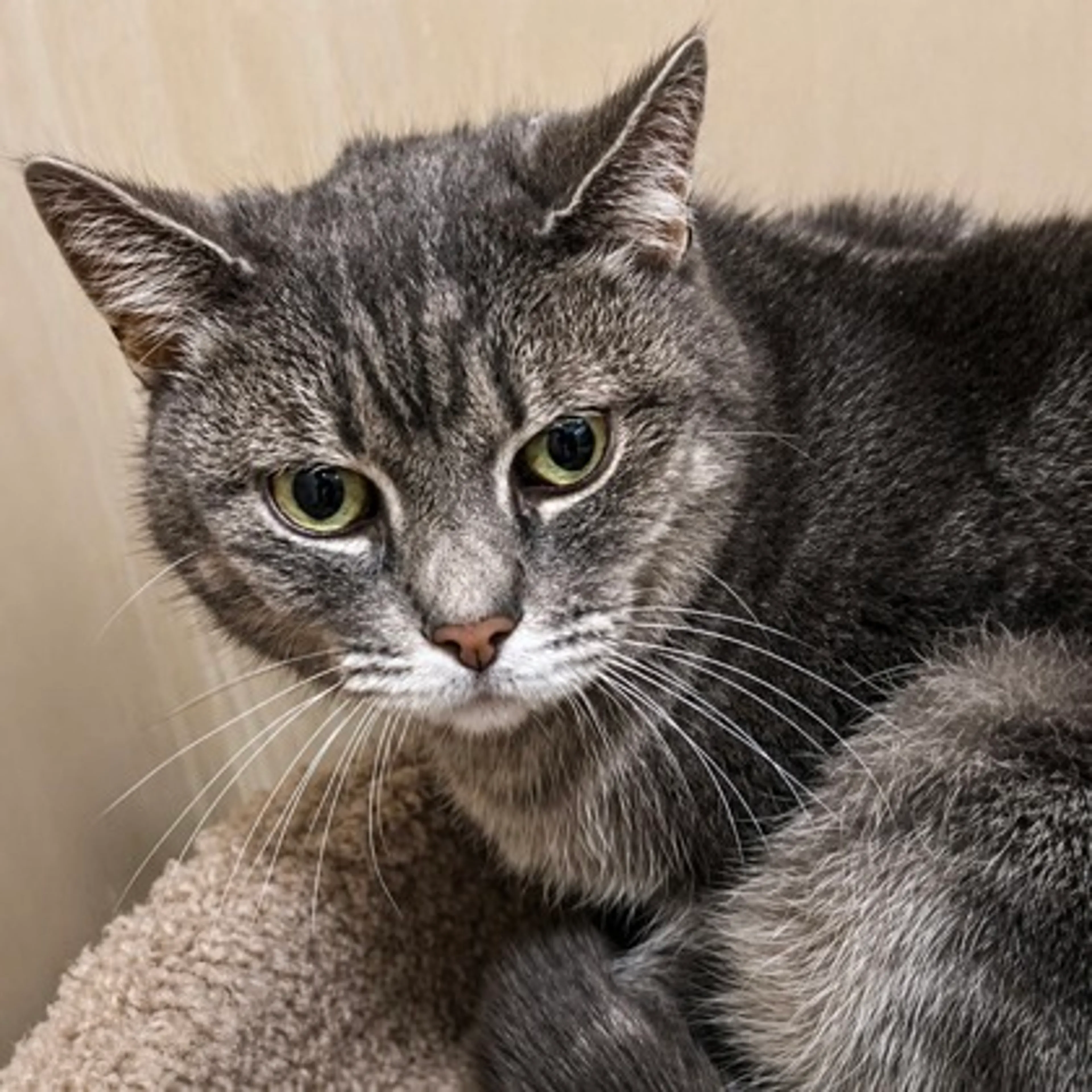 Found pet-1