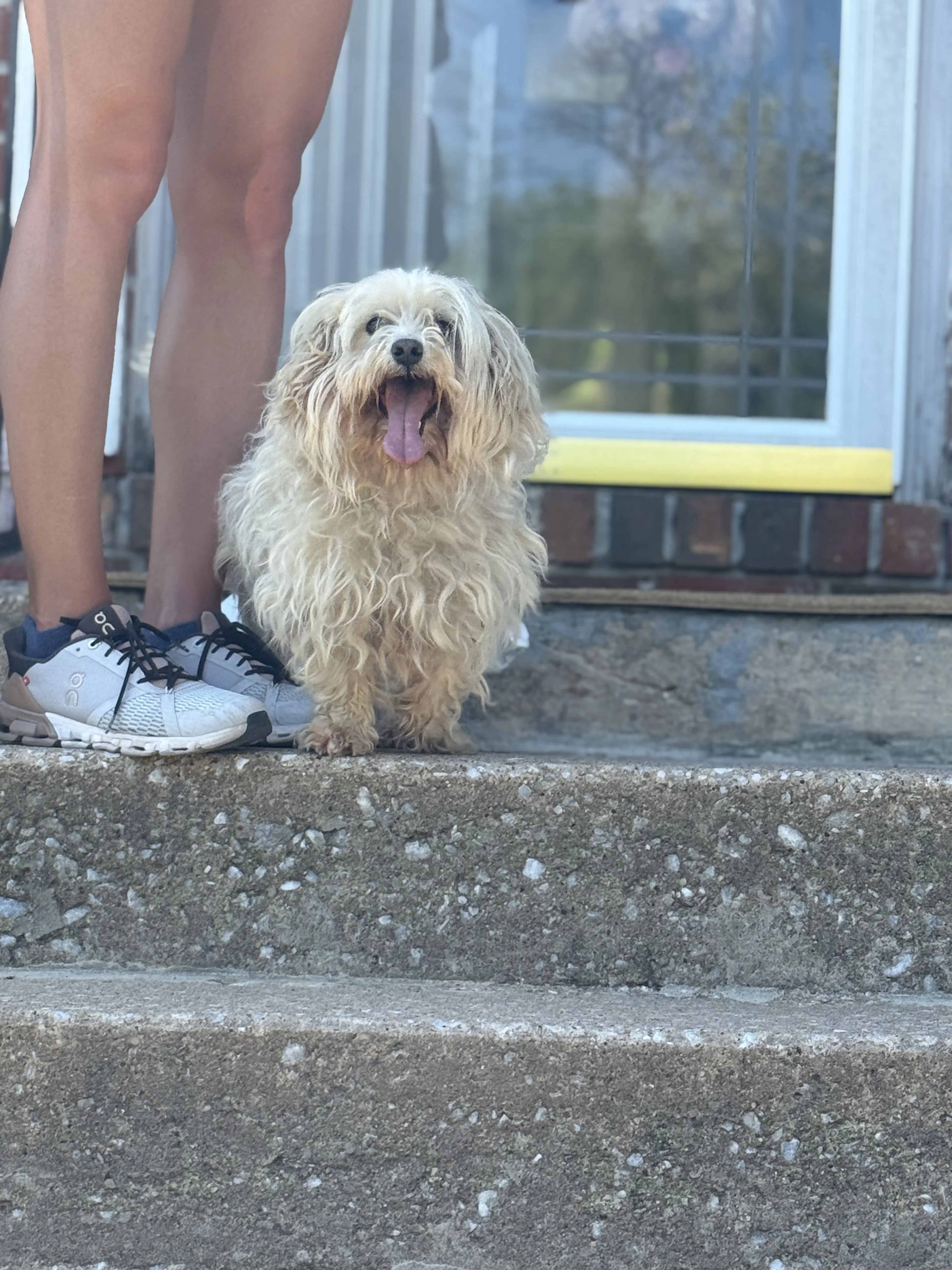 Lost pet