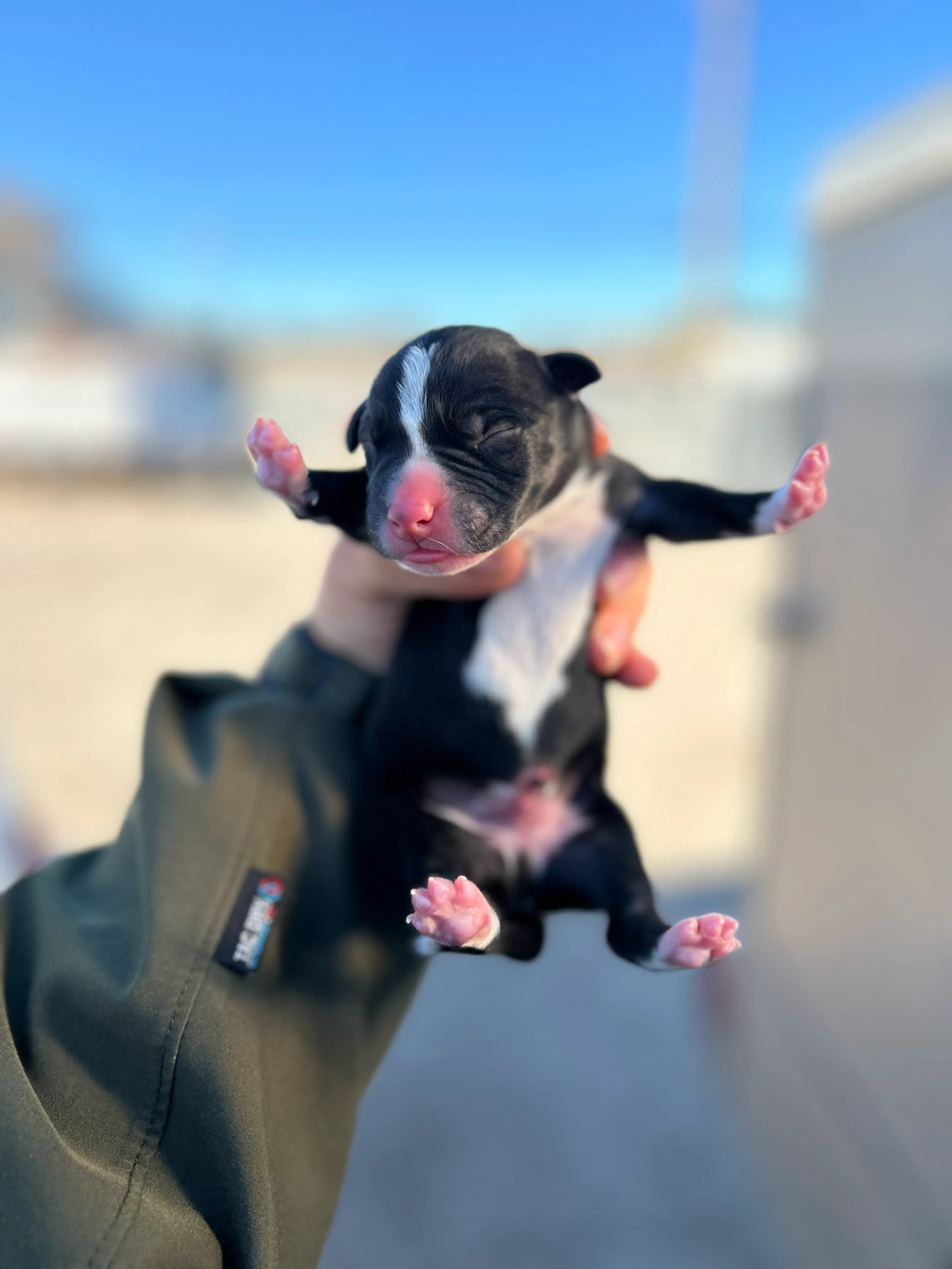 Found pet-1