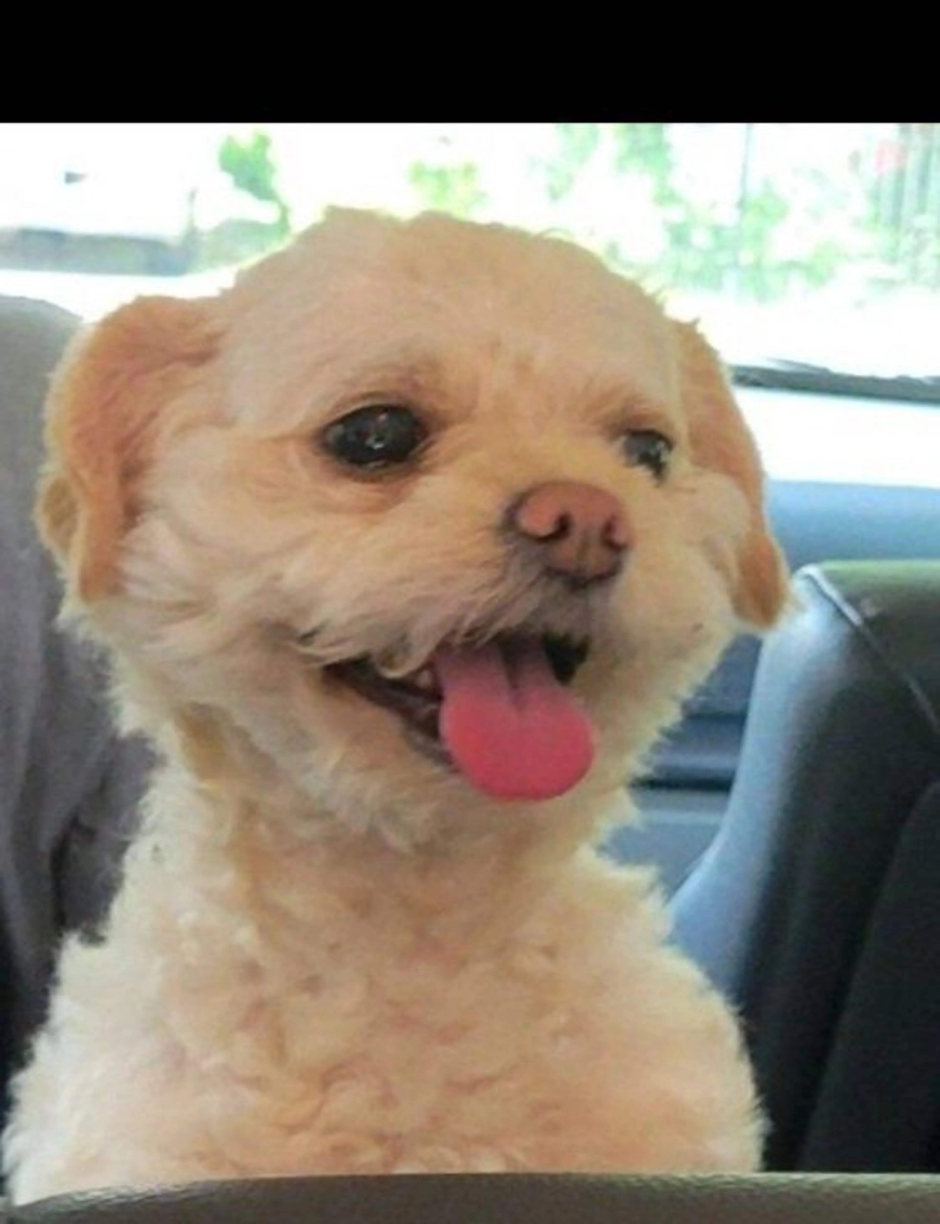 Lost pet-1