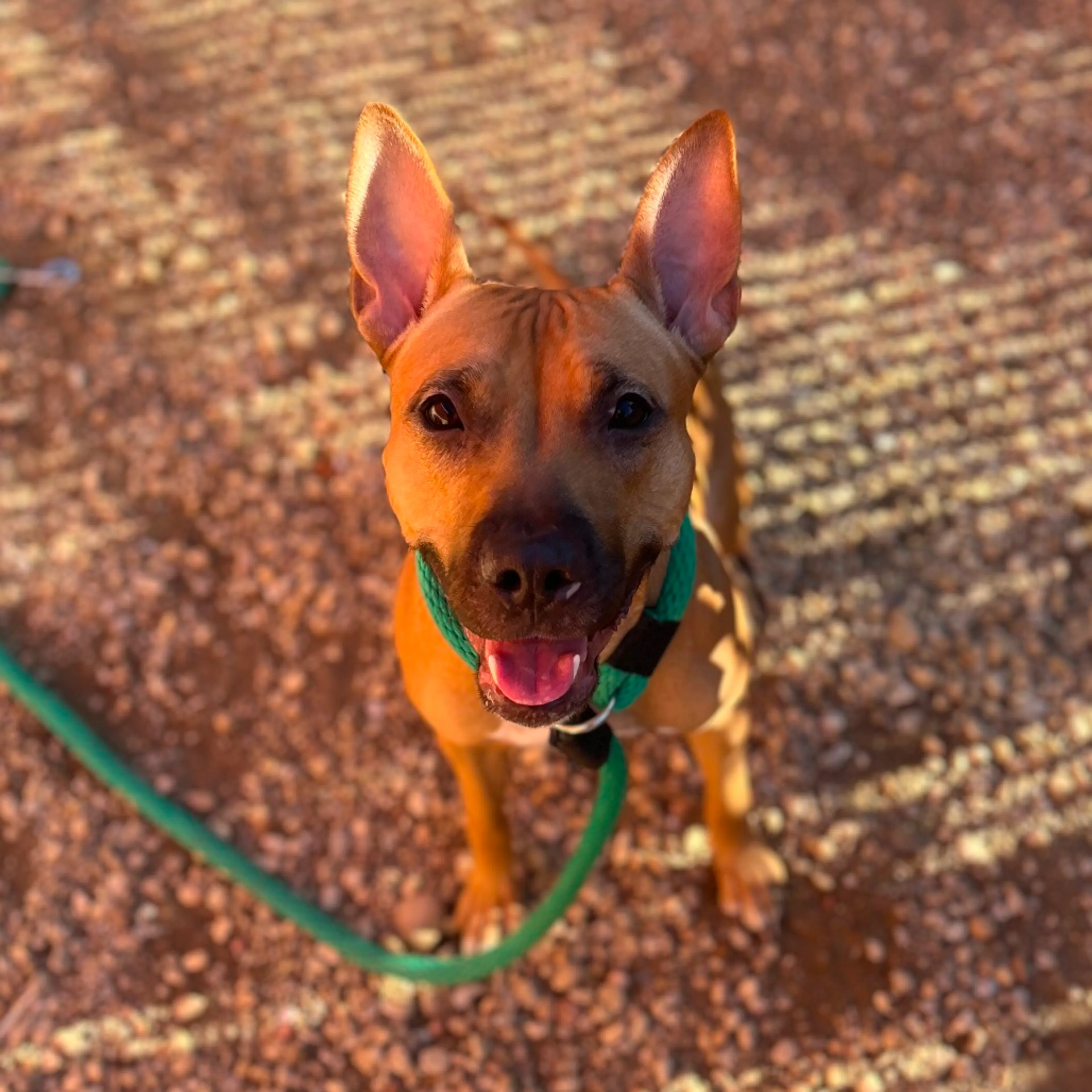 Found pet-2