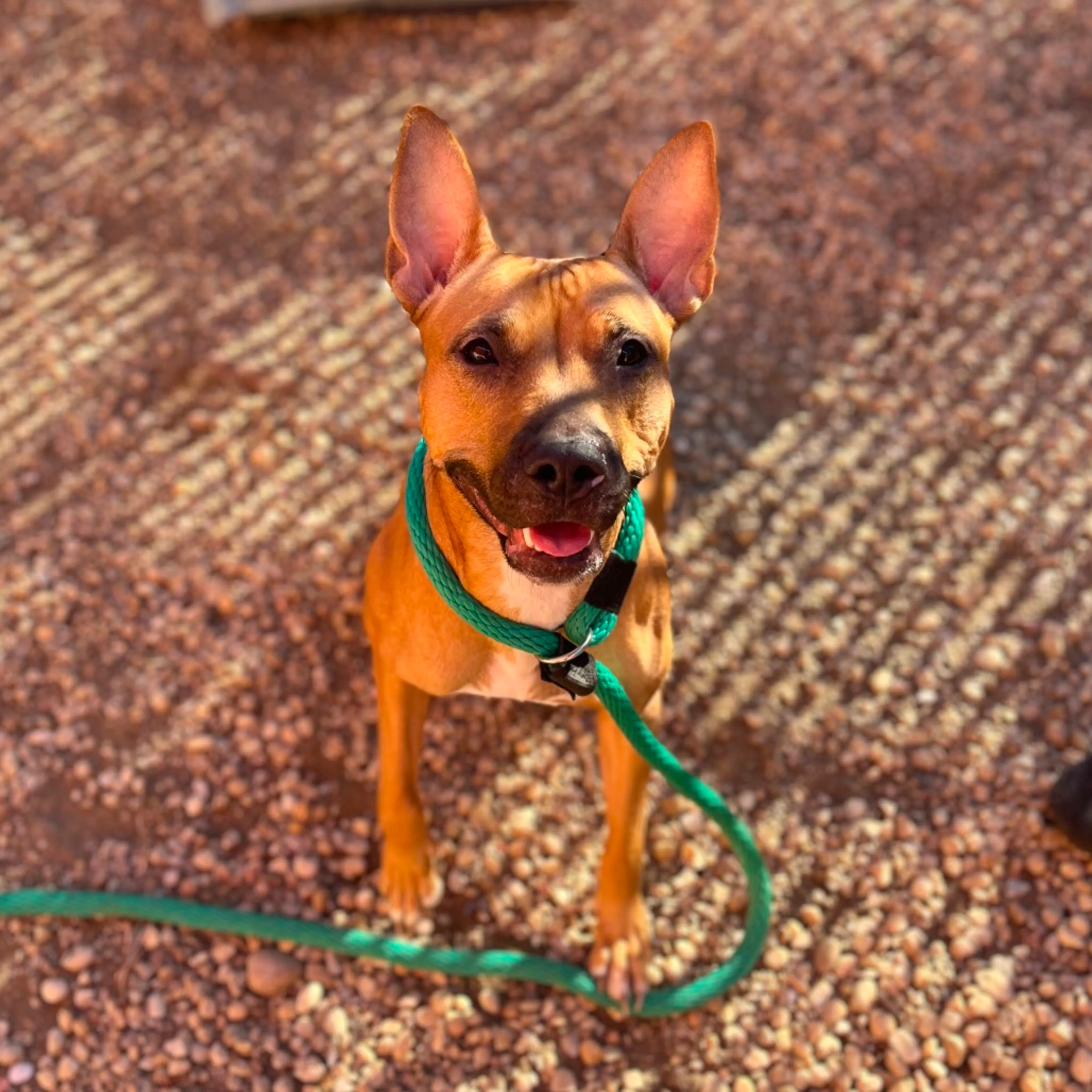 Found pet-5