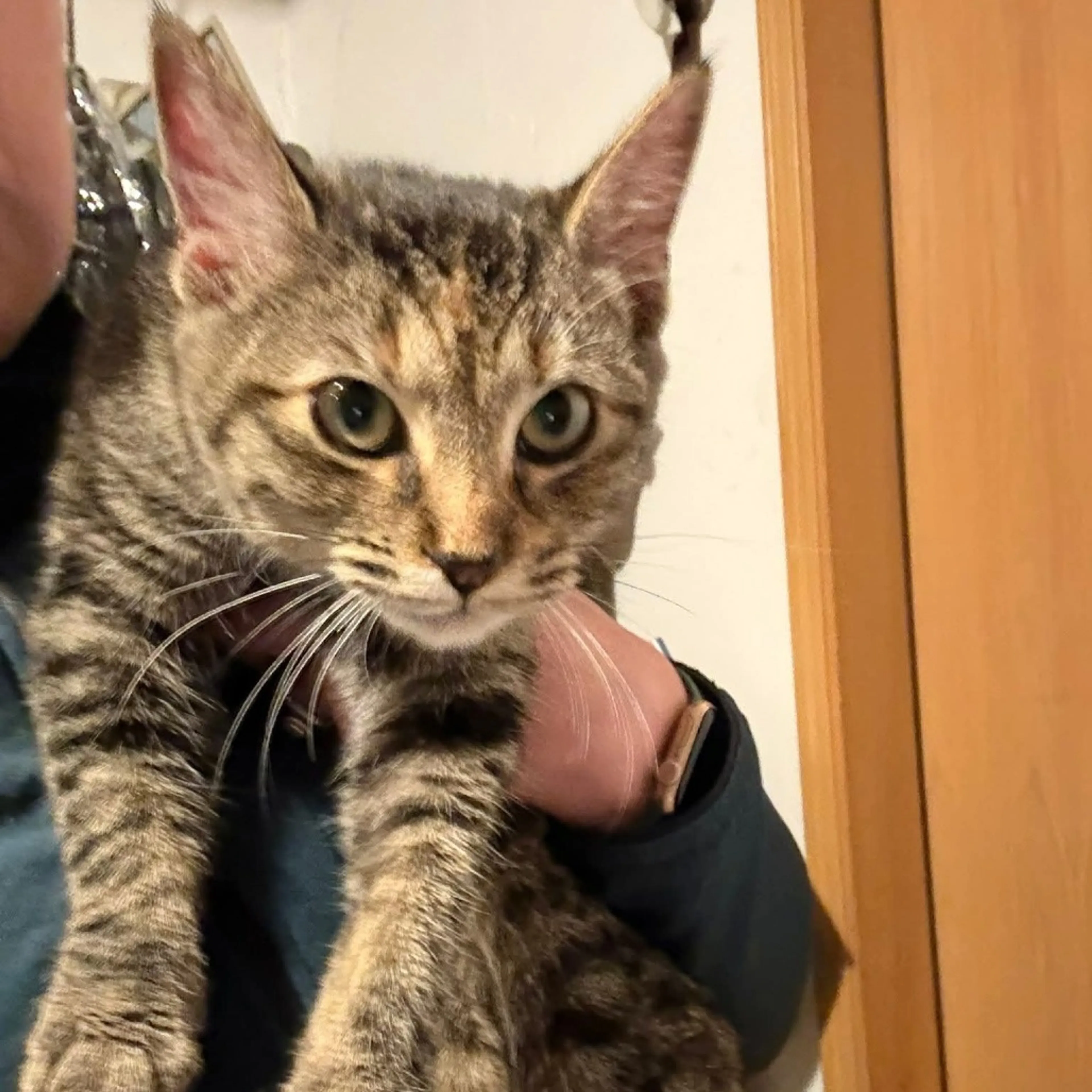 Found pet