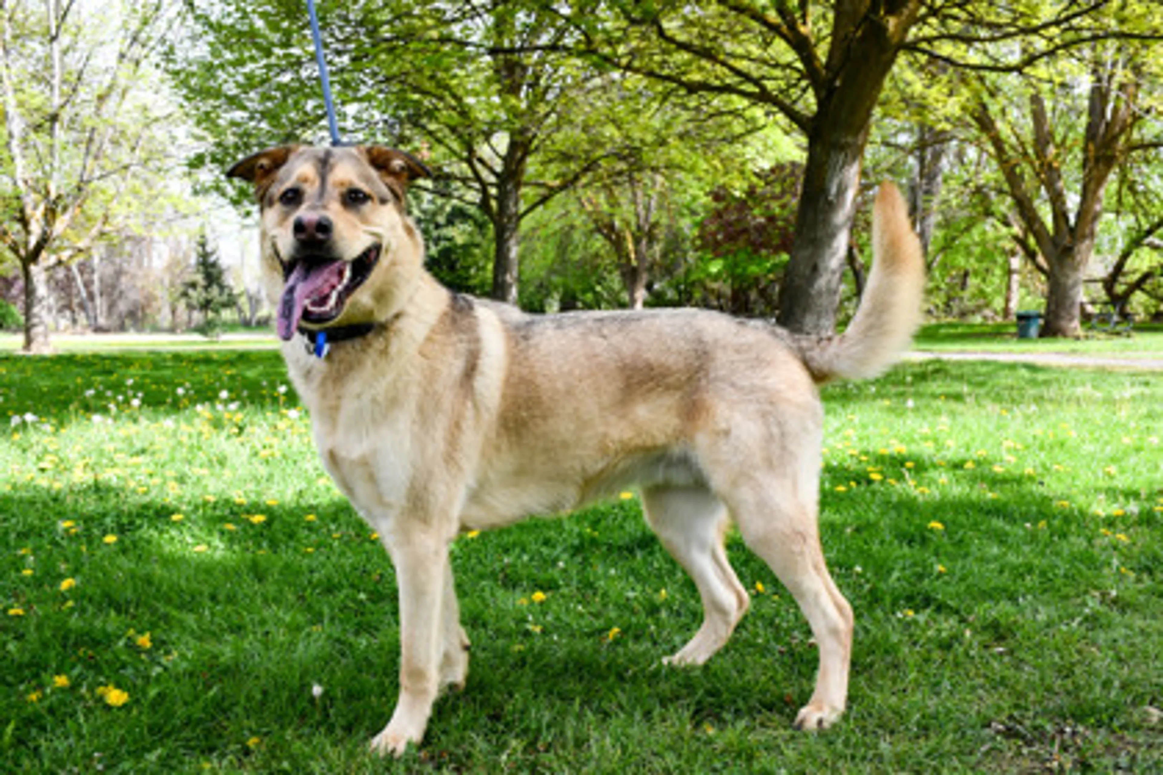 Found pet-1