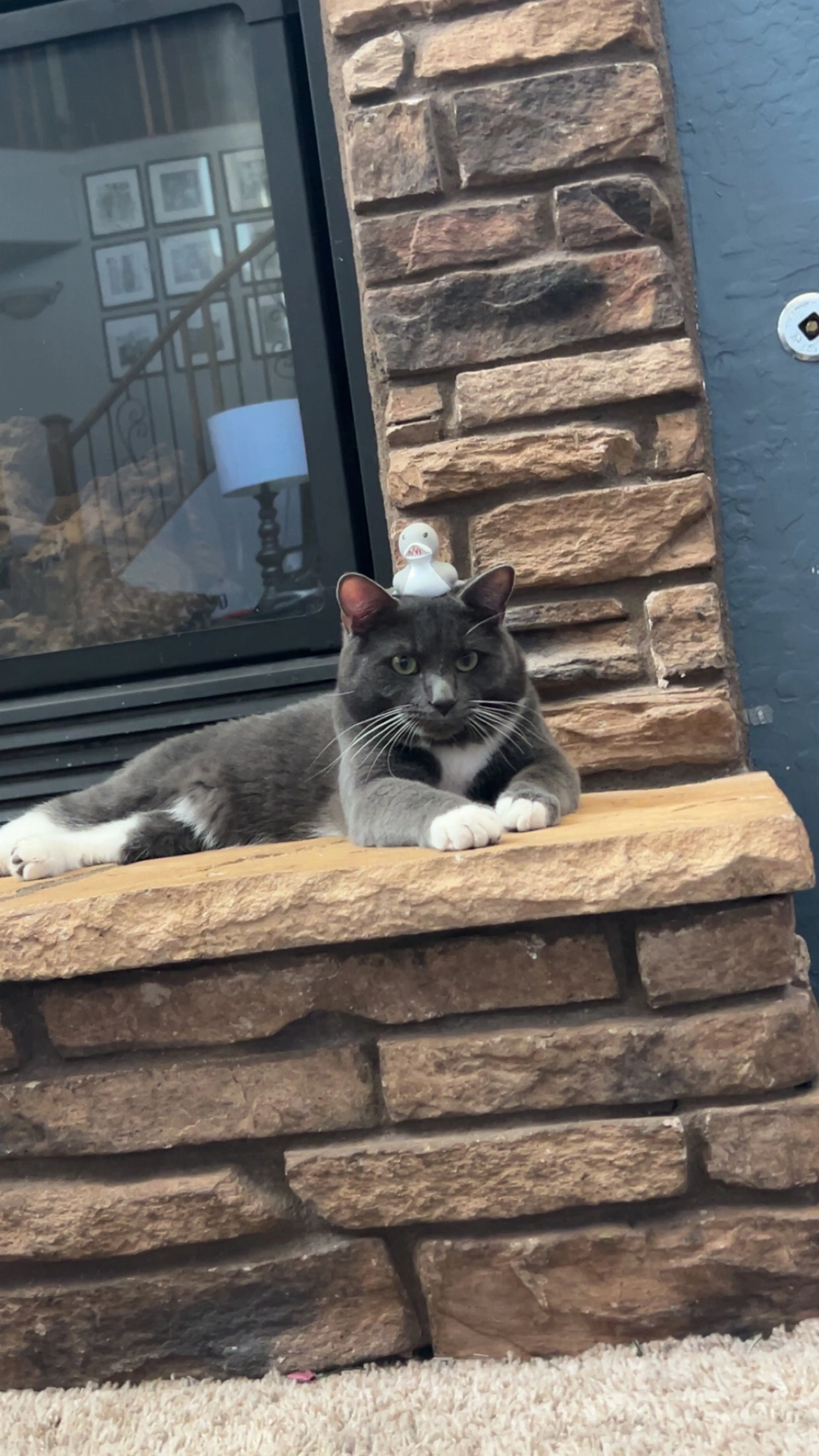 Lost pet-0