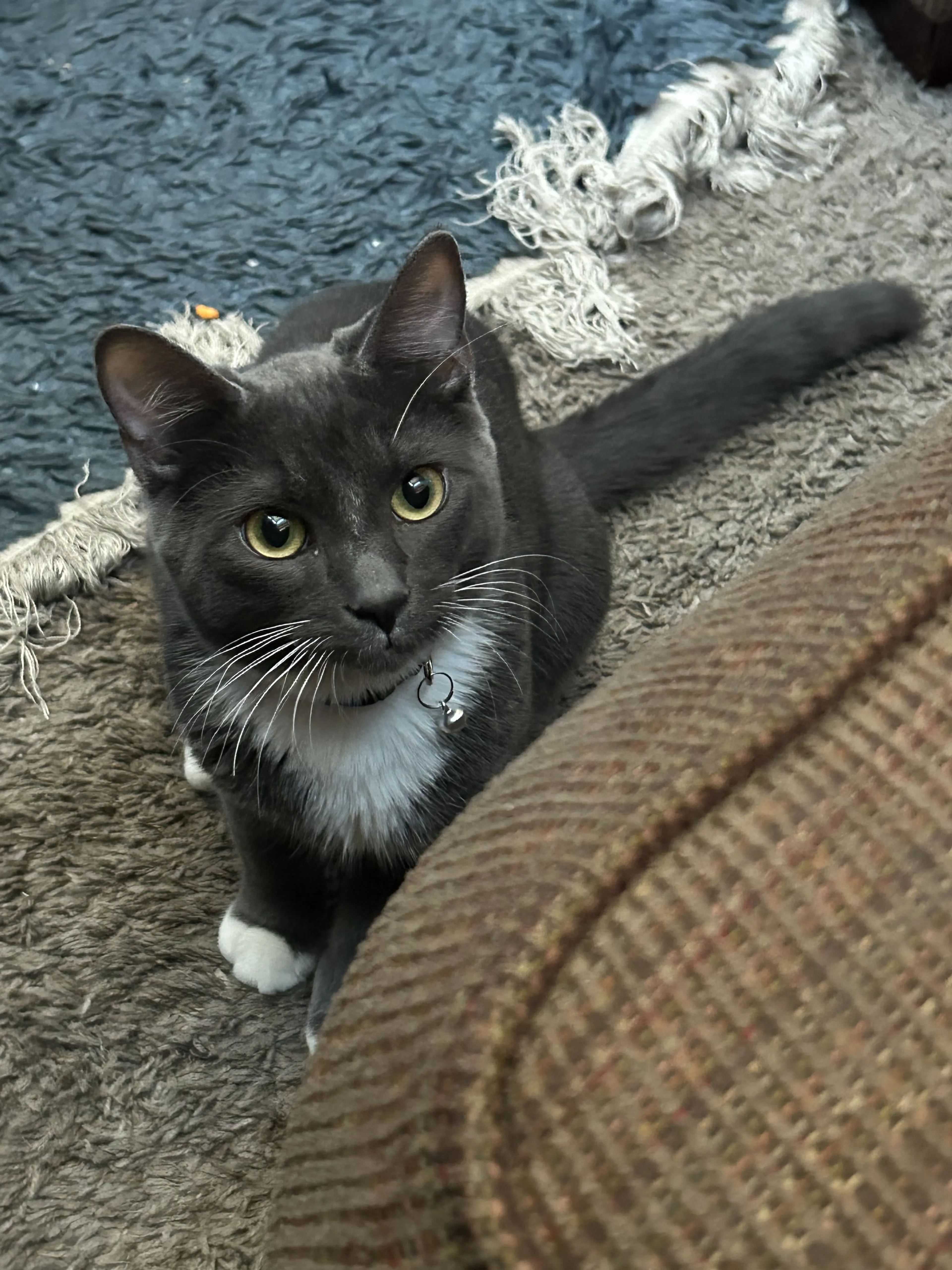 Lost pet-1