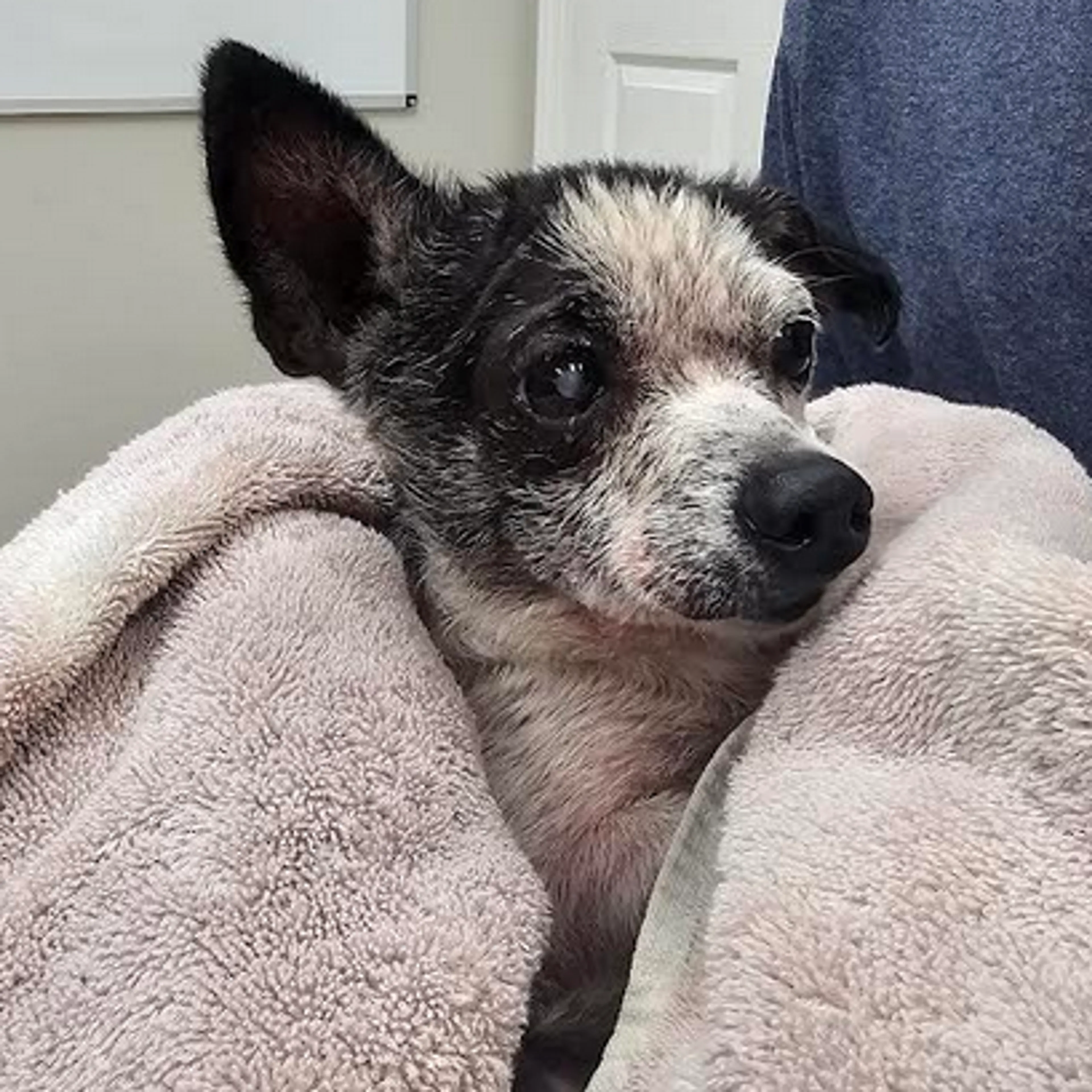 Found pet