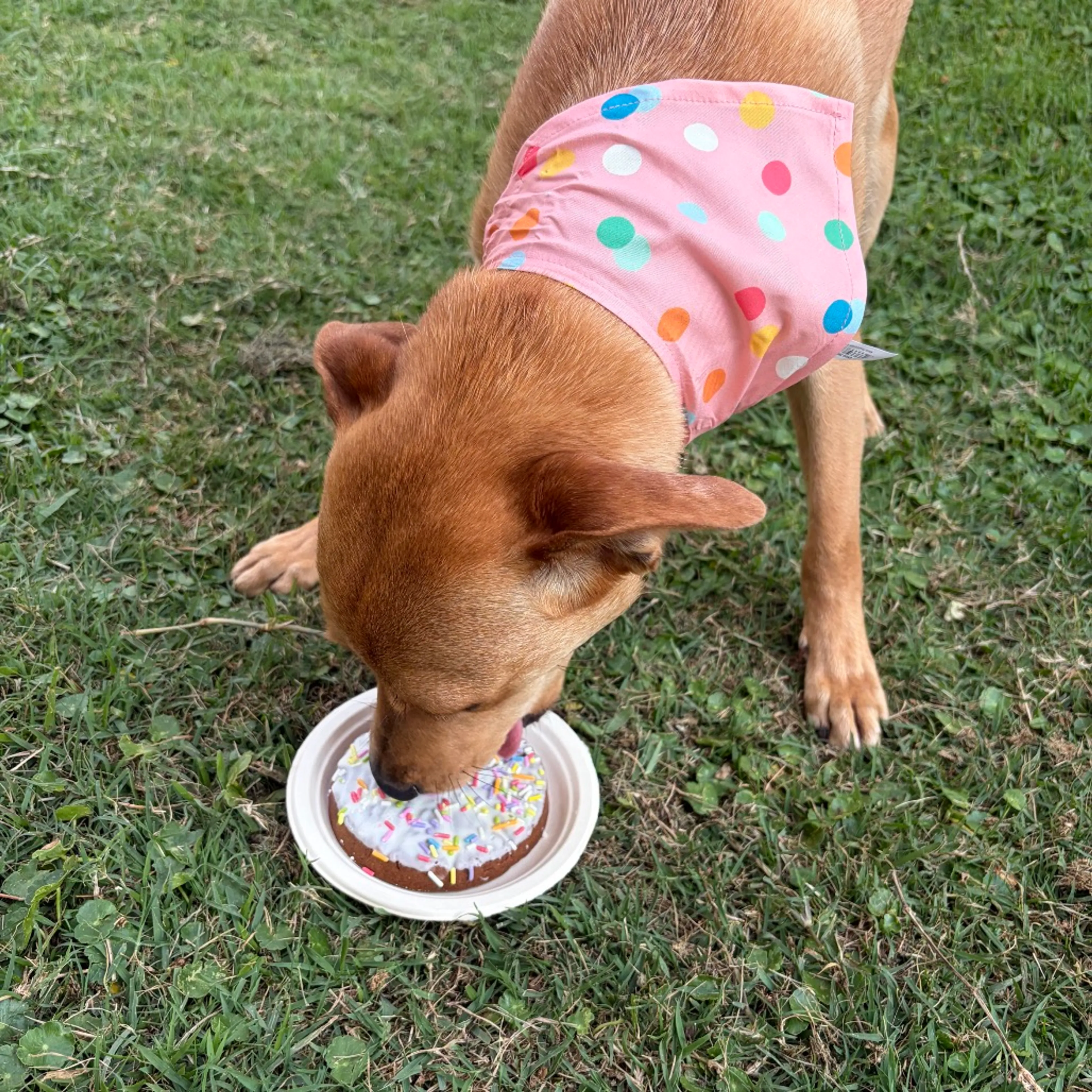Found pet-11