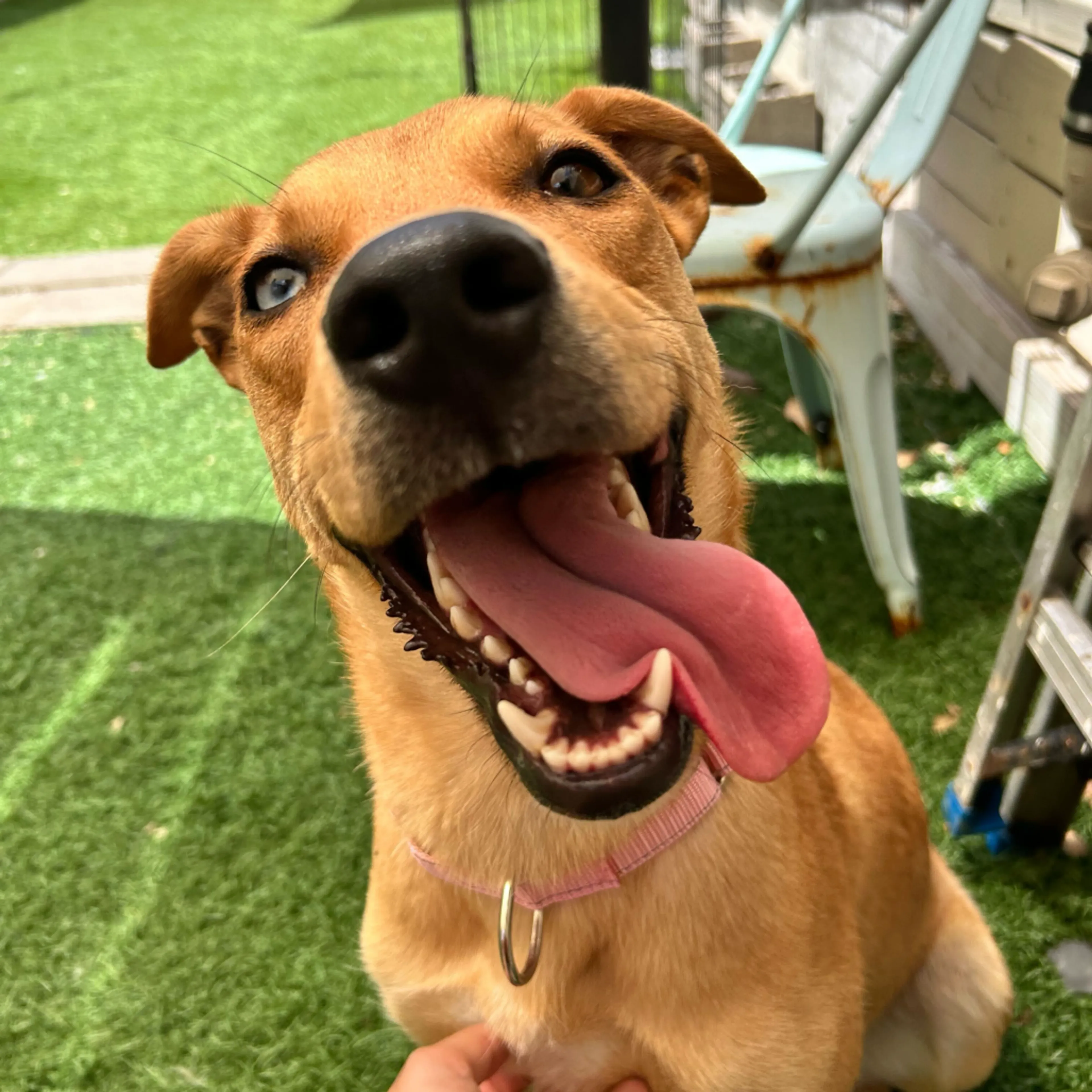 Found pet-6