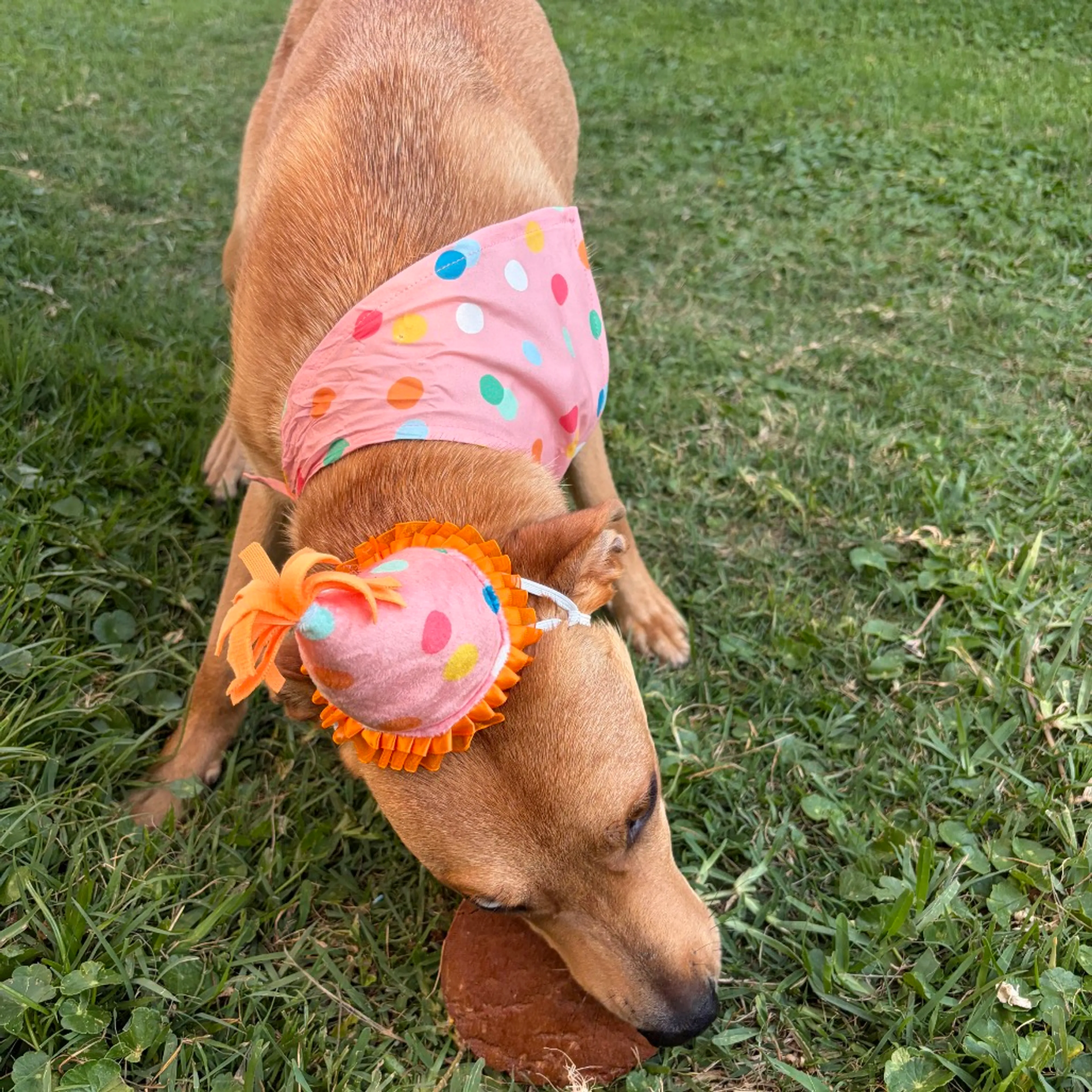 Found pet-10
