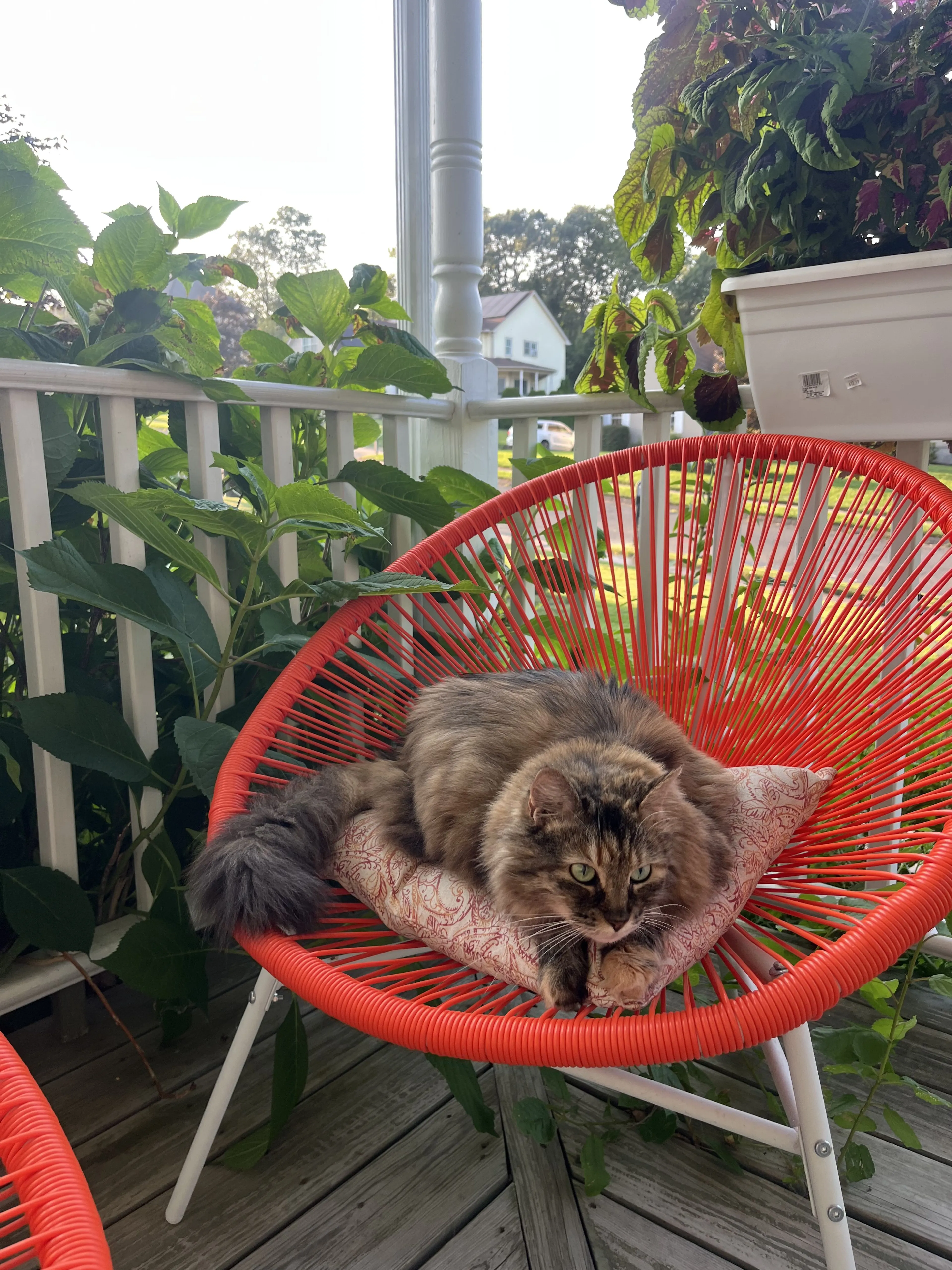 Lost pet-1