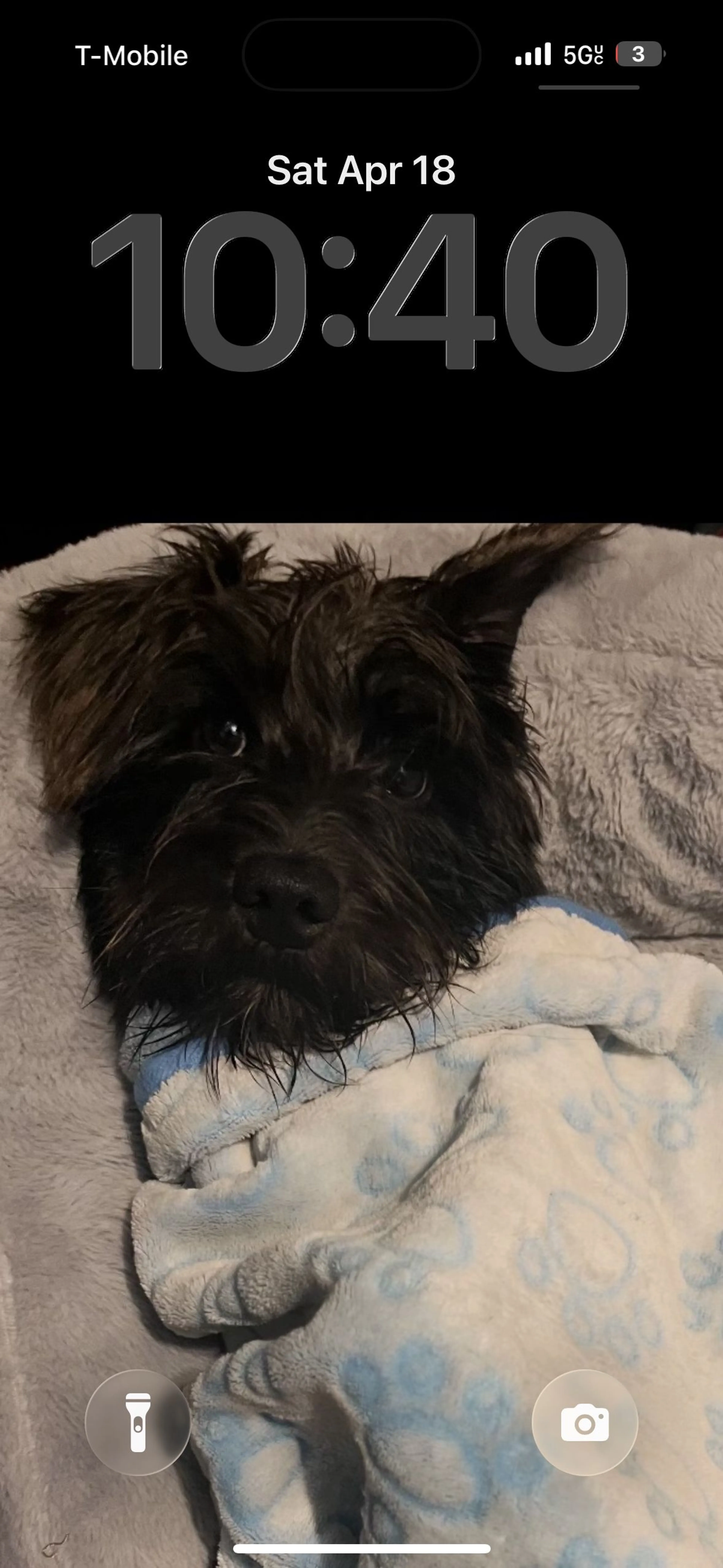 Lost pet-0