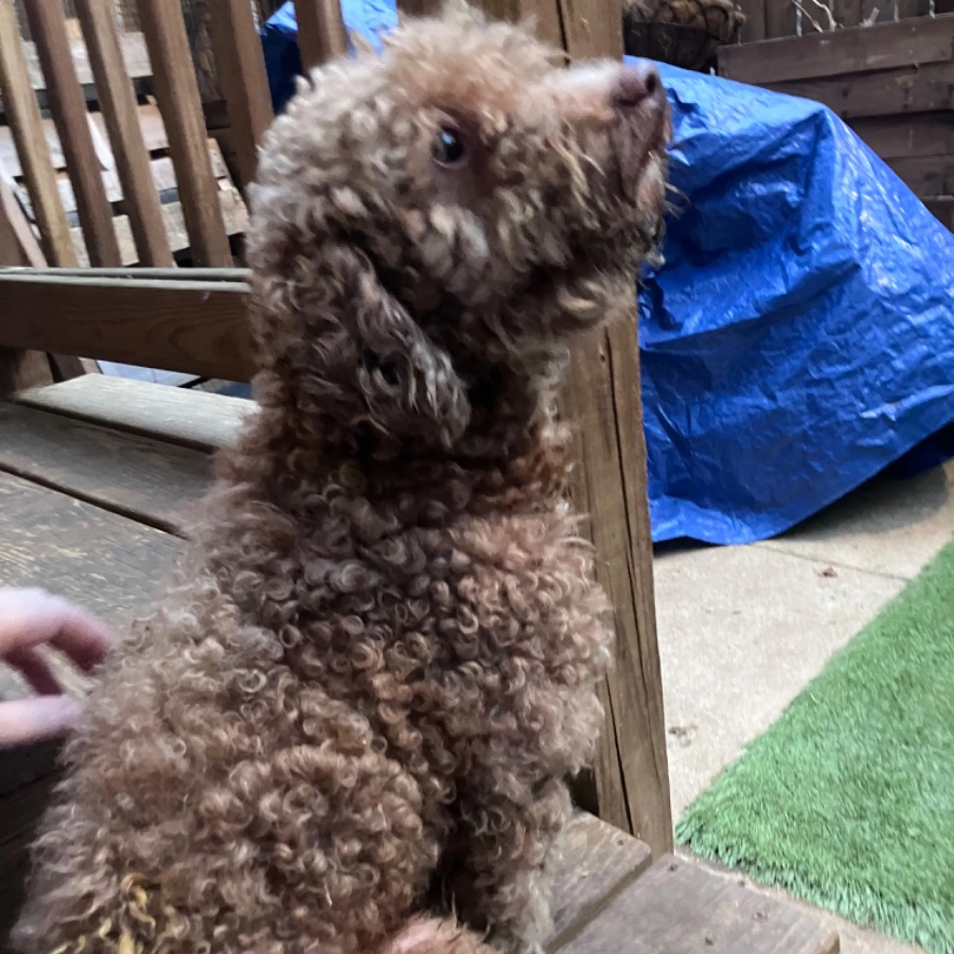 Found pet