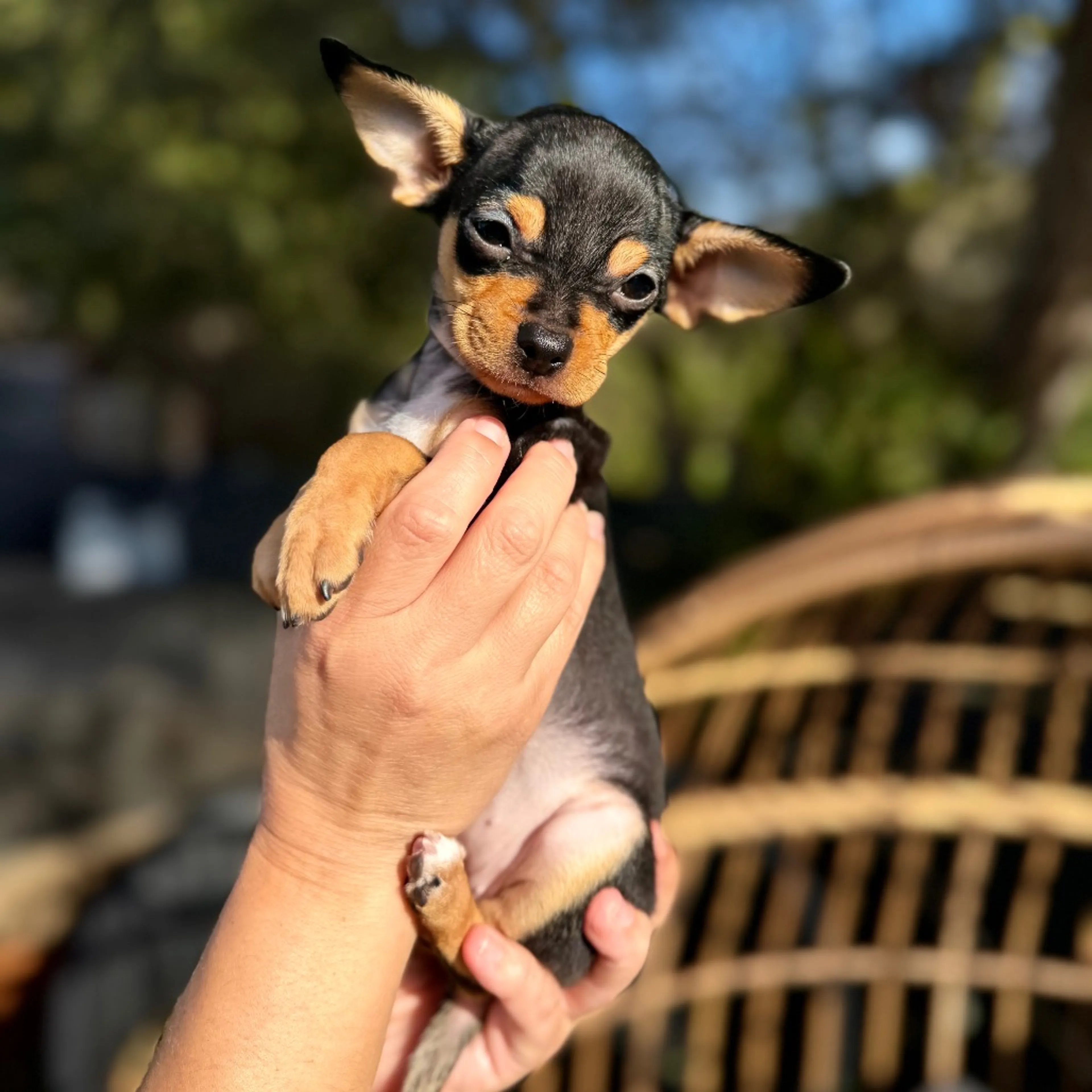 Found pet-0