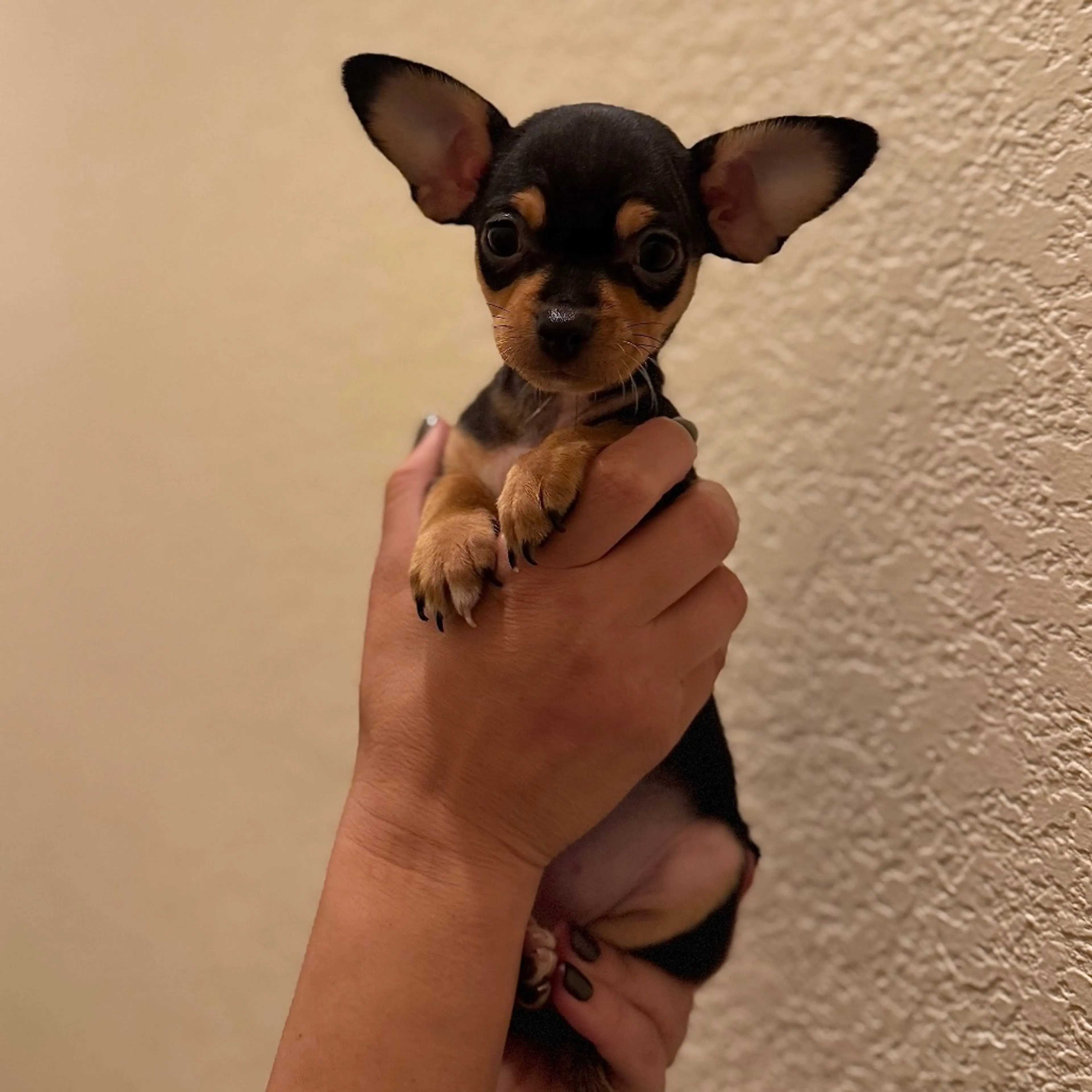 Found pet-1