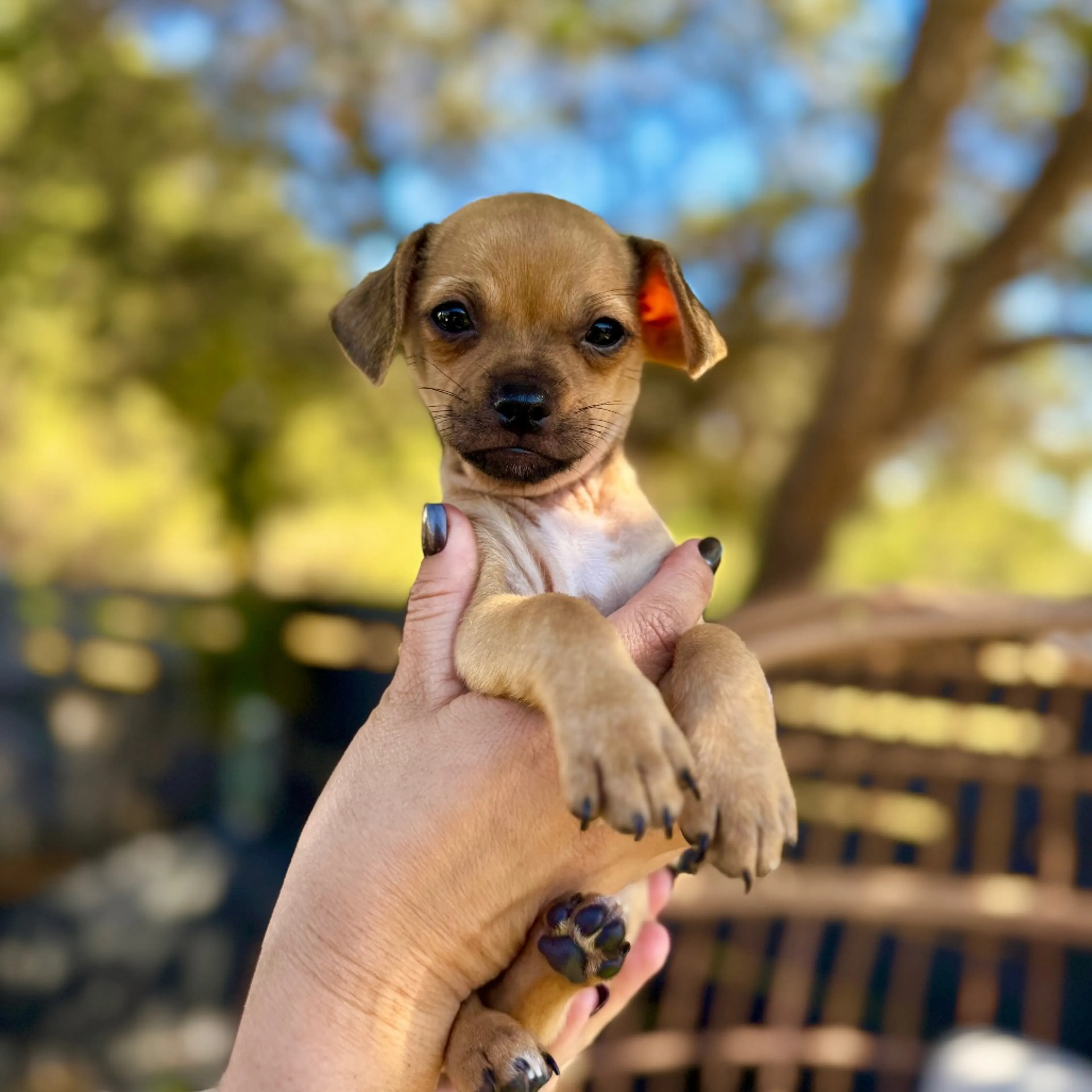Found pet