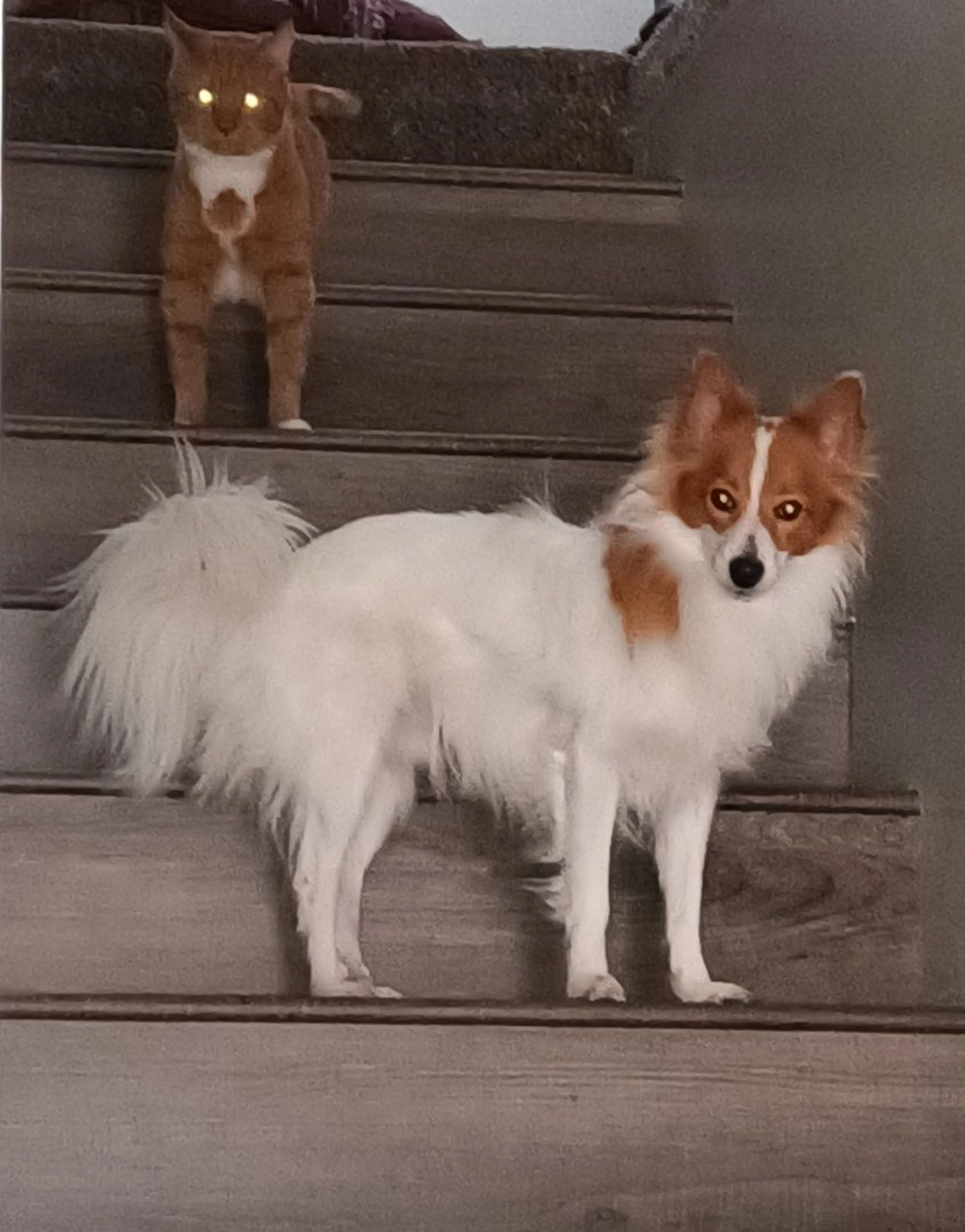 Lost pet-2