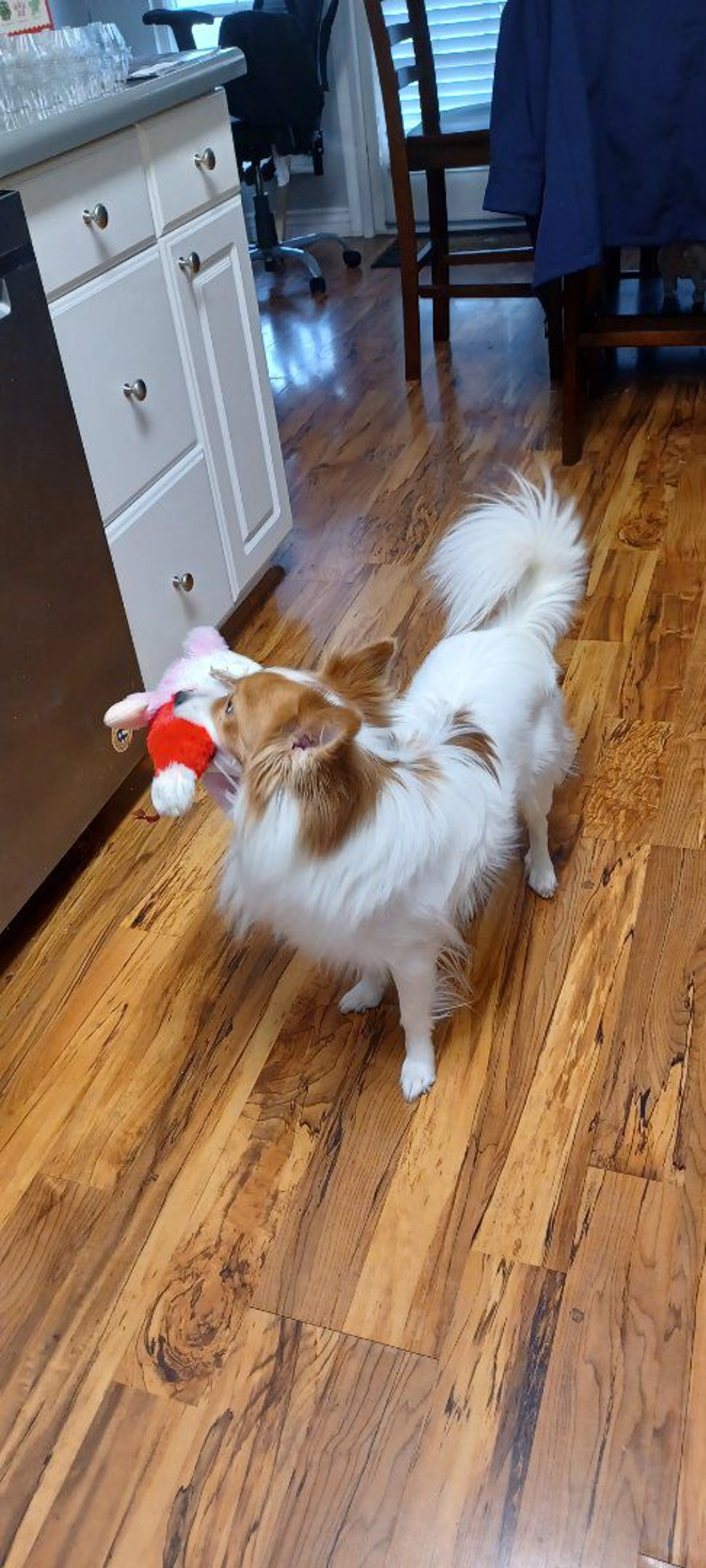 Lost pet-3