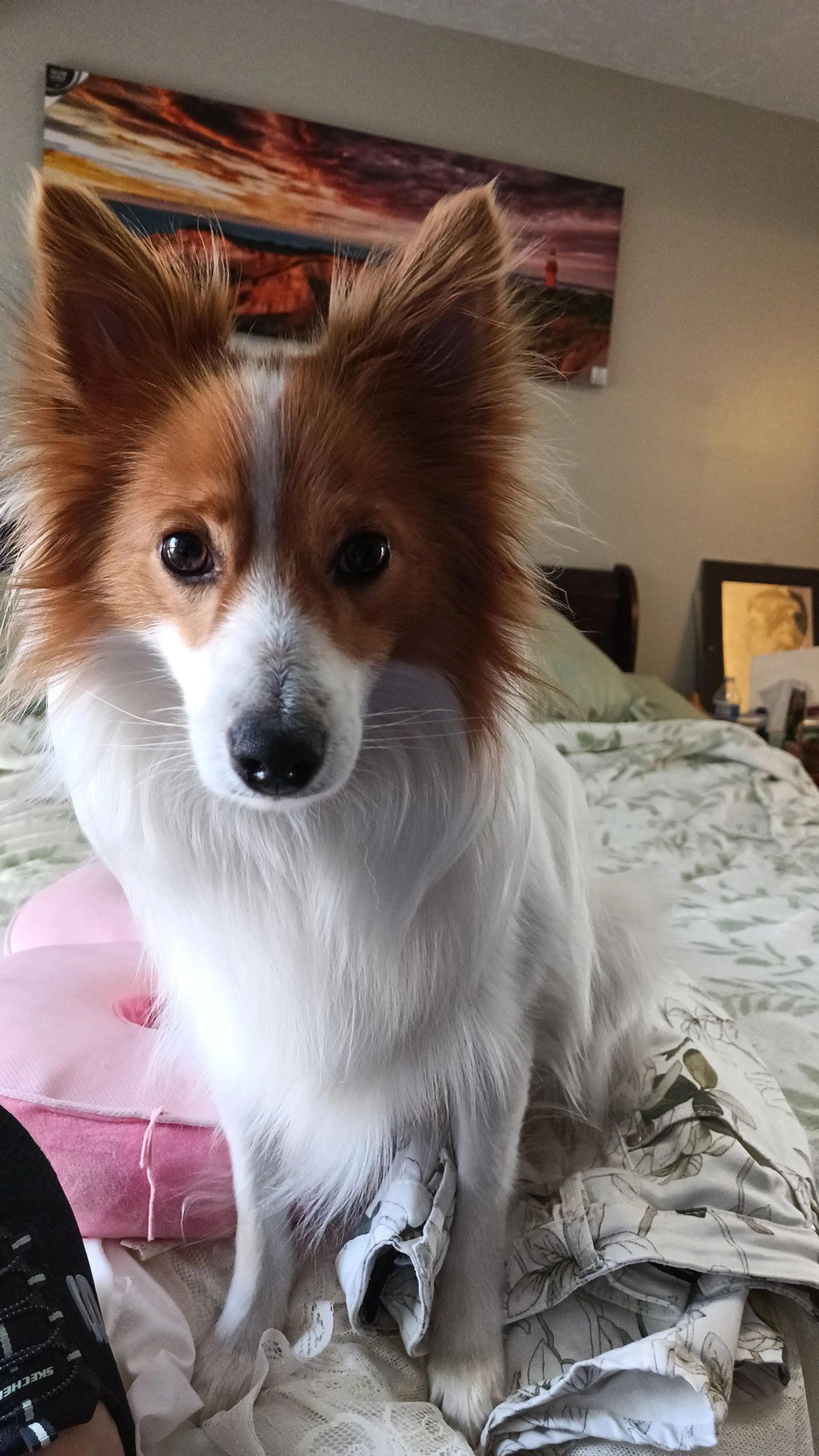 Lost pet-1