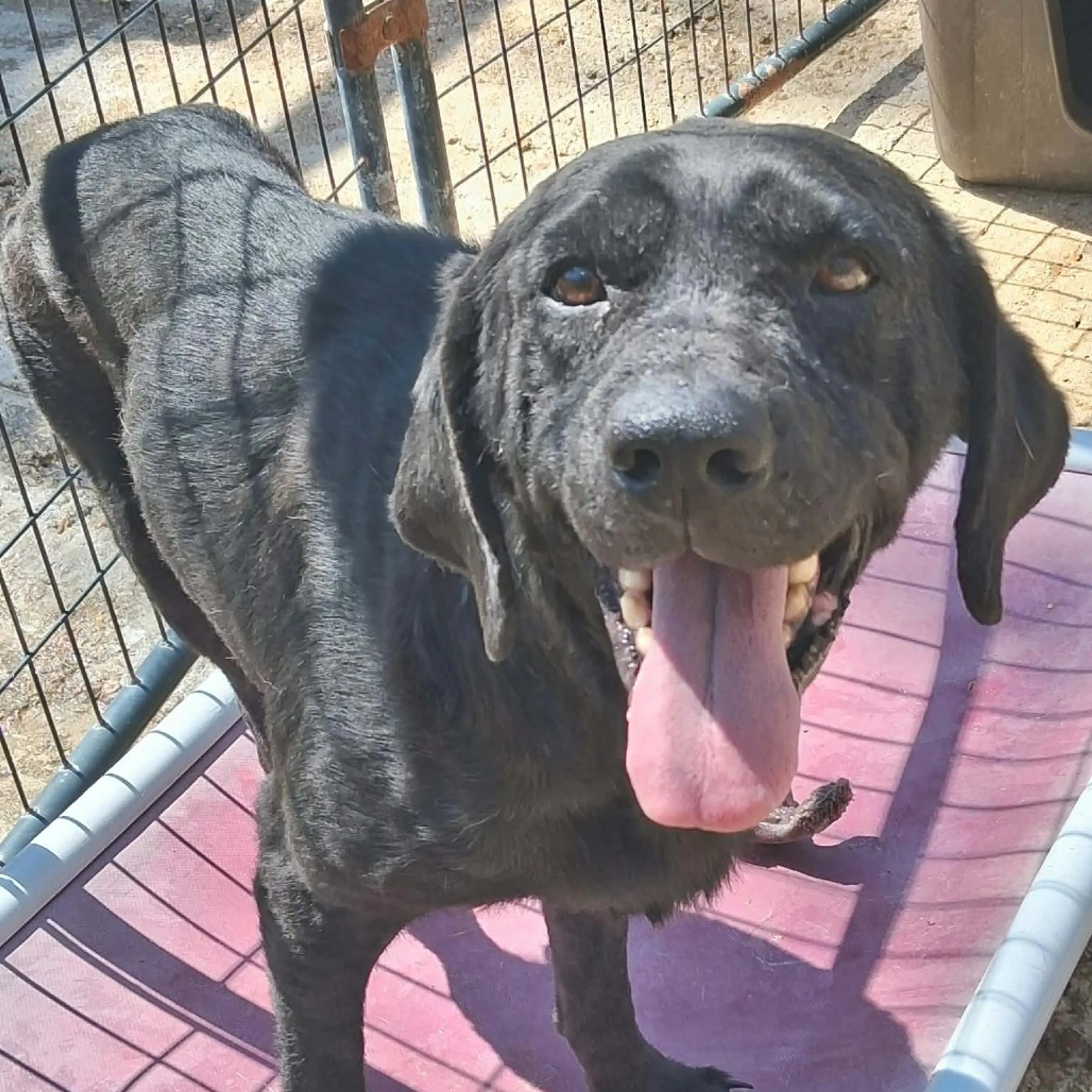 Found pet