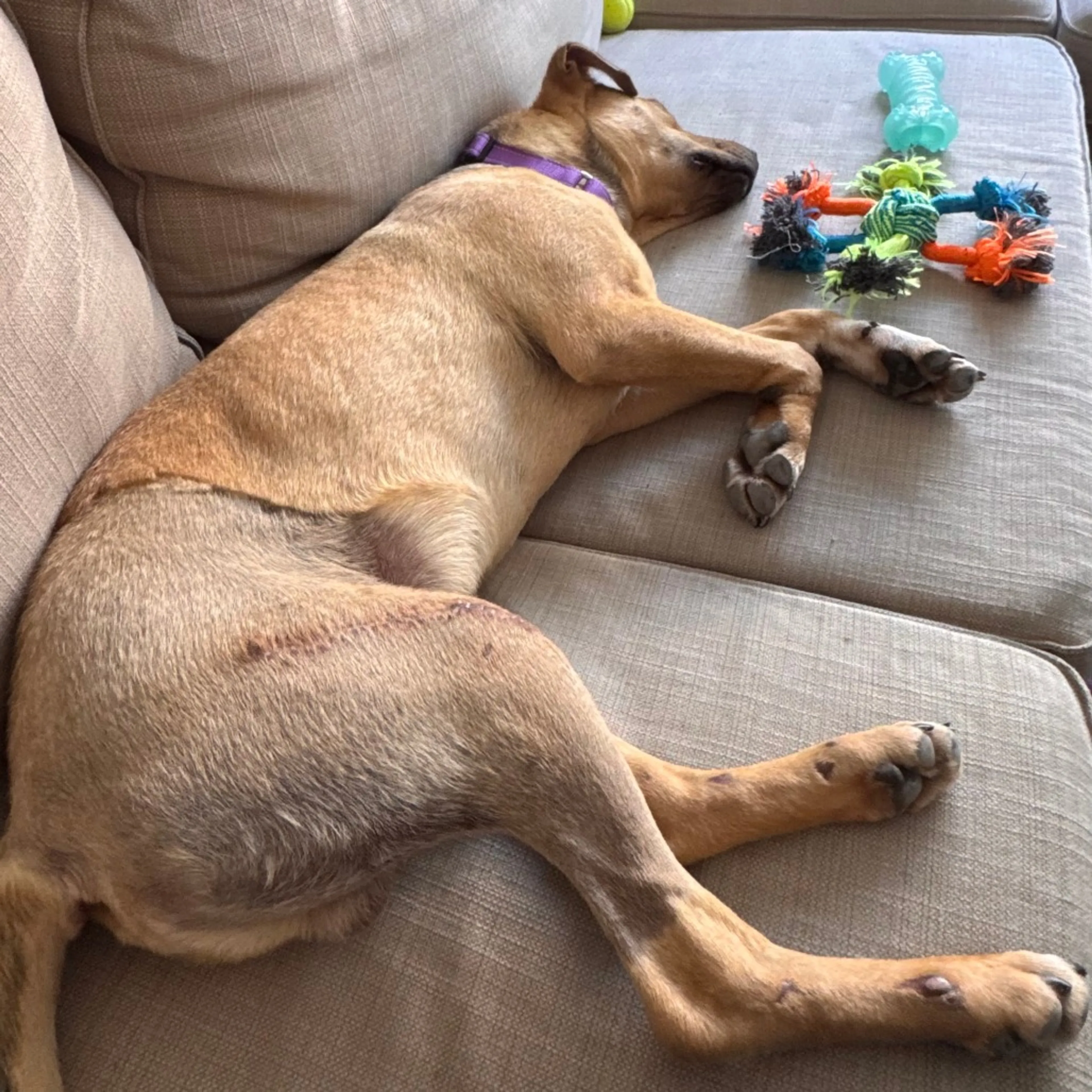 Found pet-4