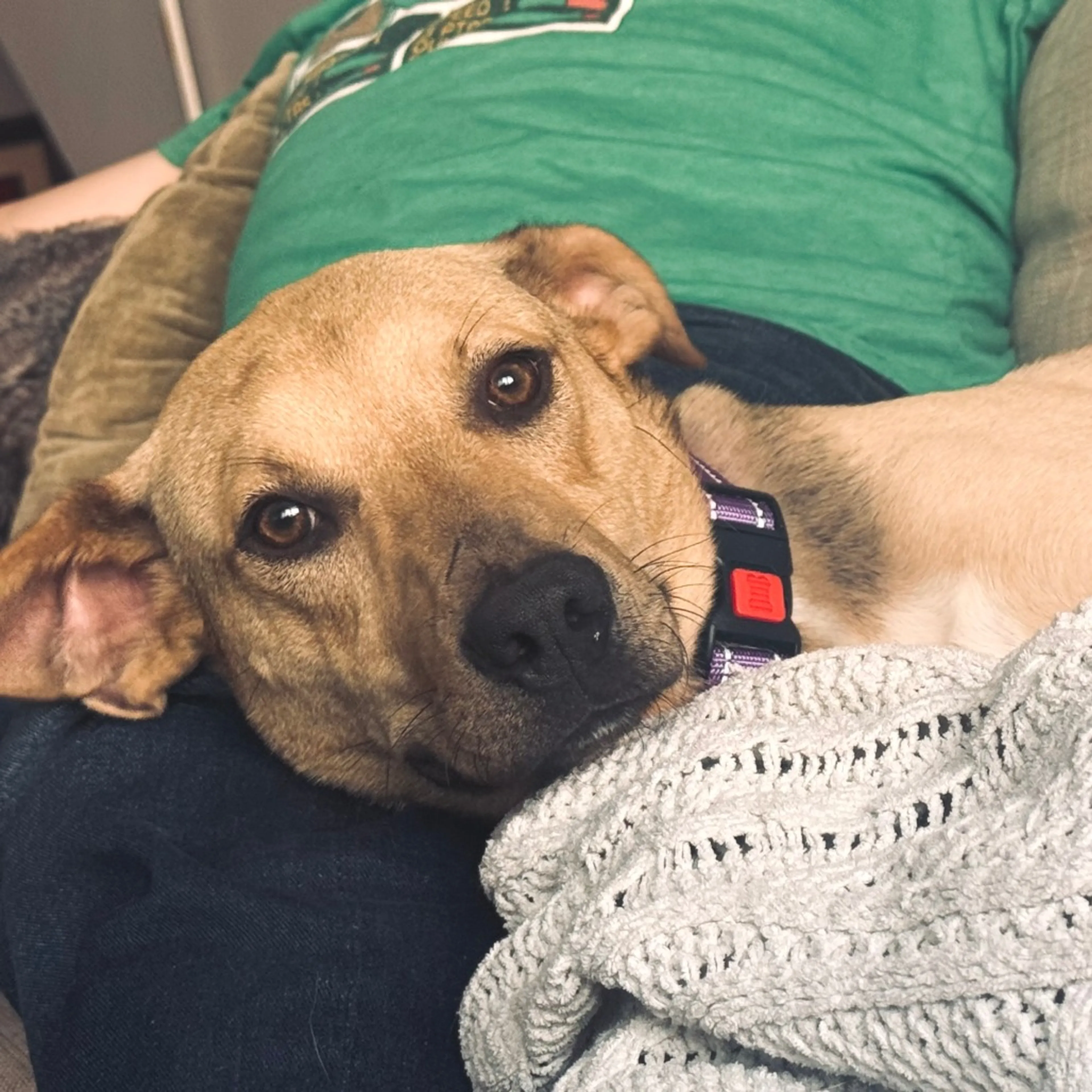 Found pet-1