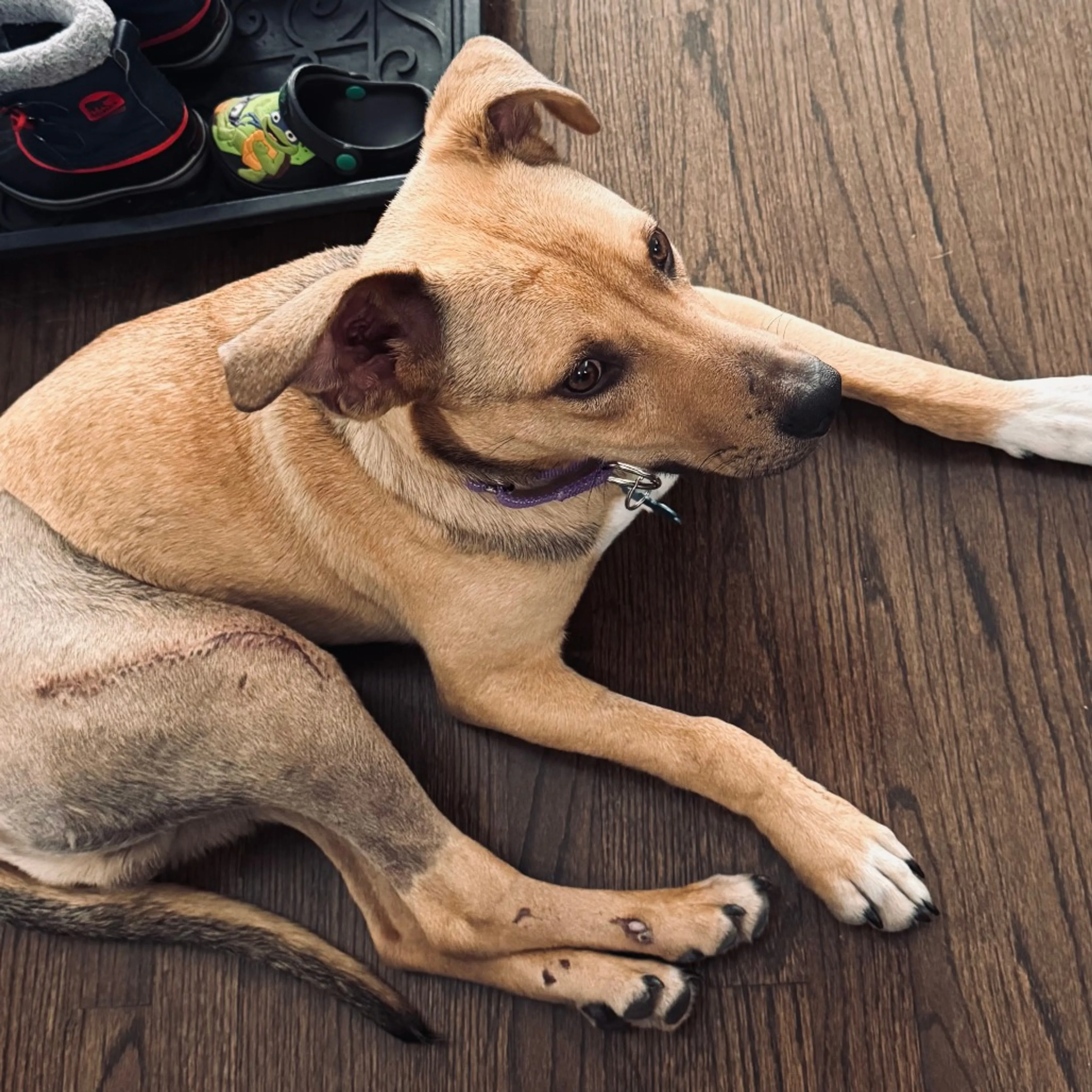 Found pet-3