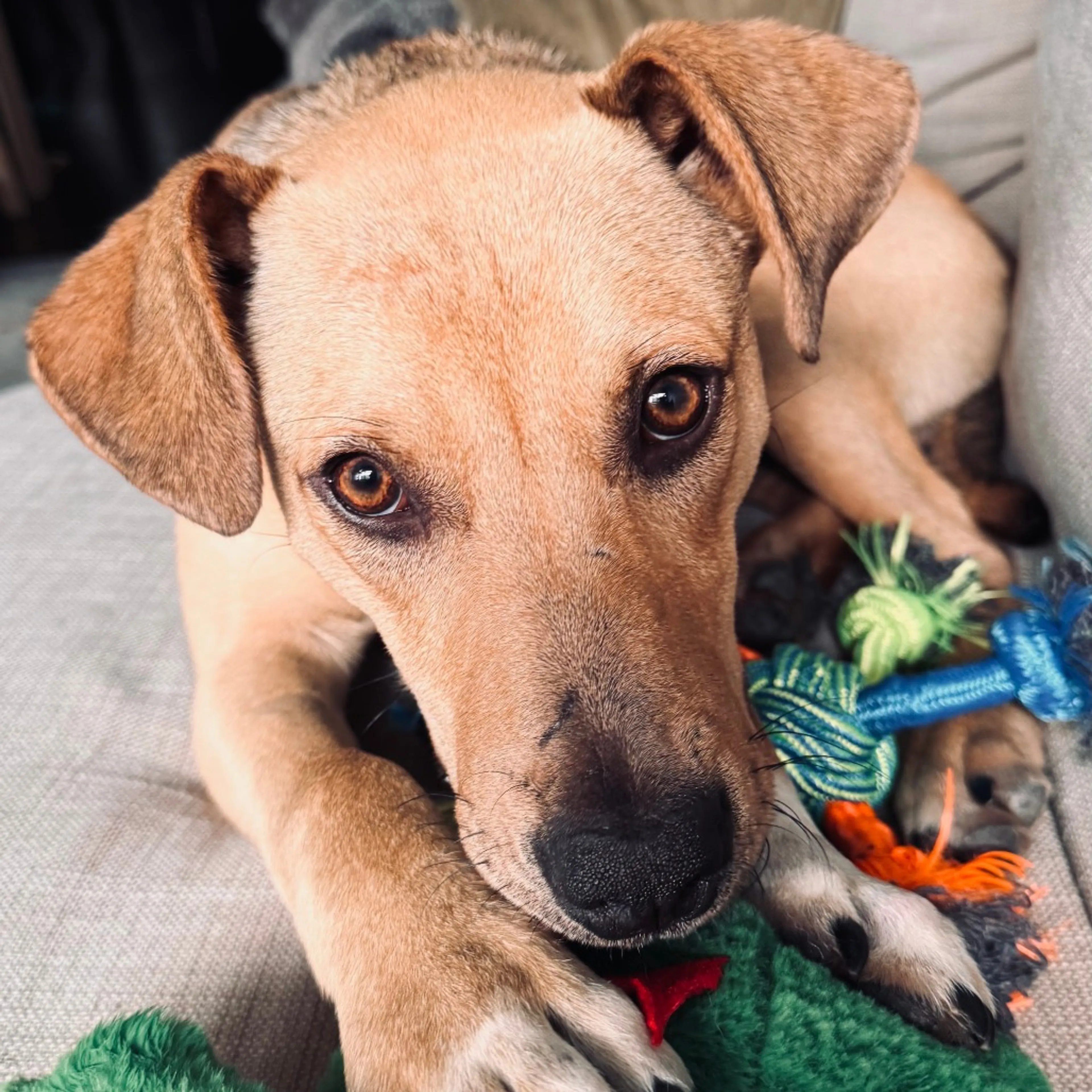 Found pet-2