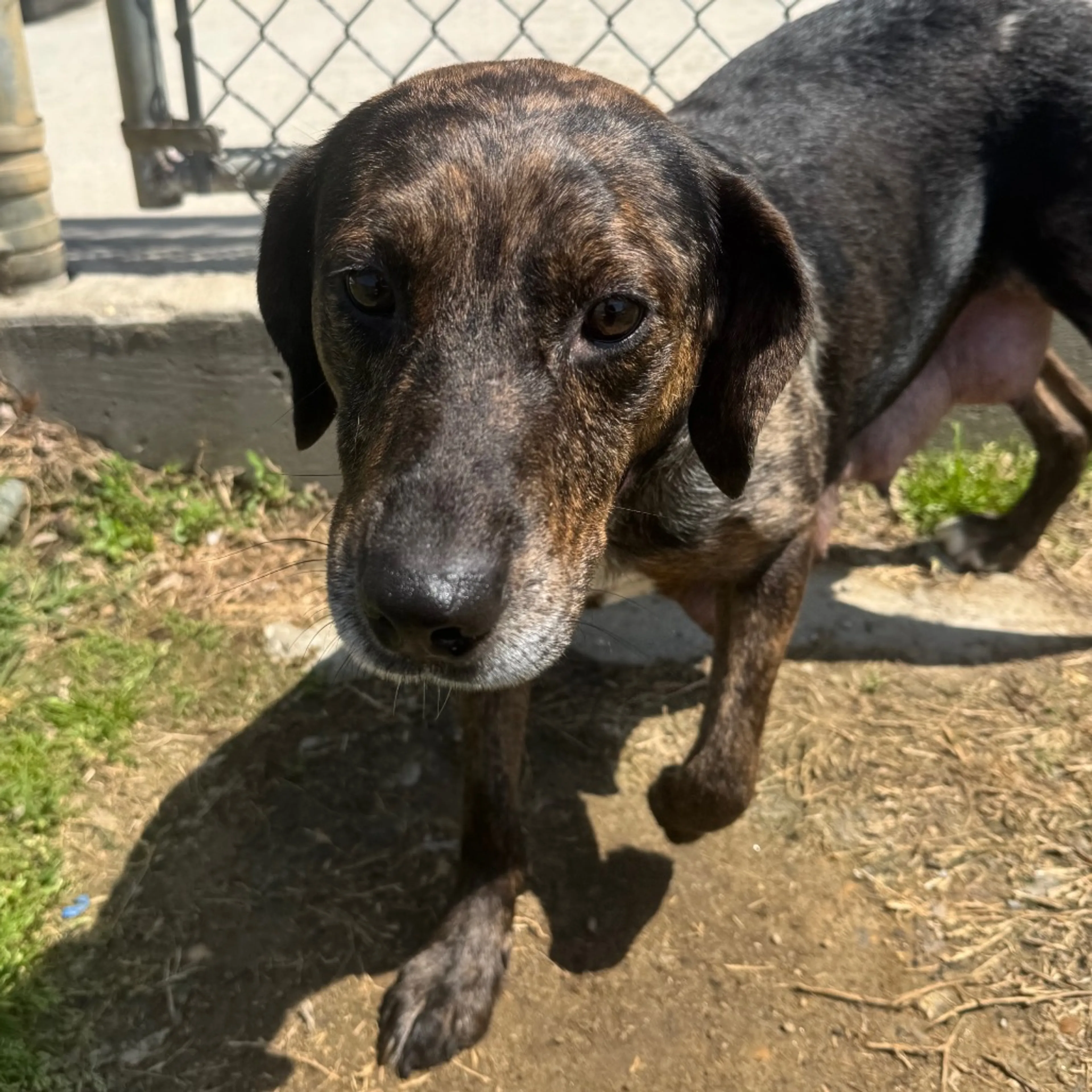 Found pet-1