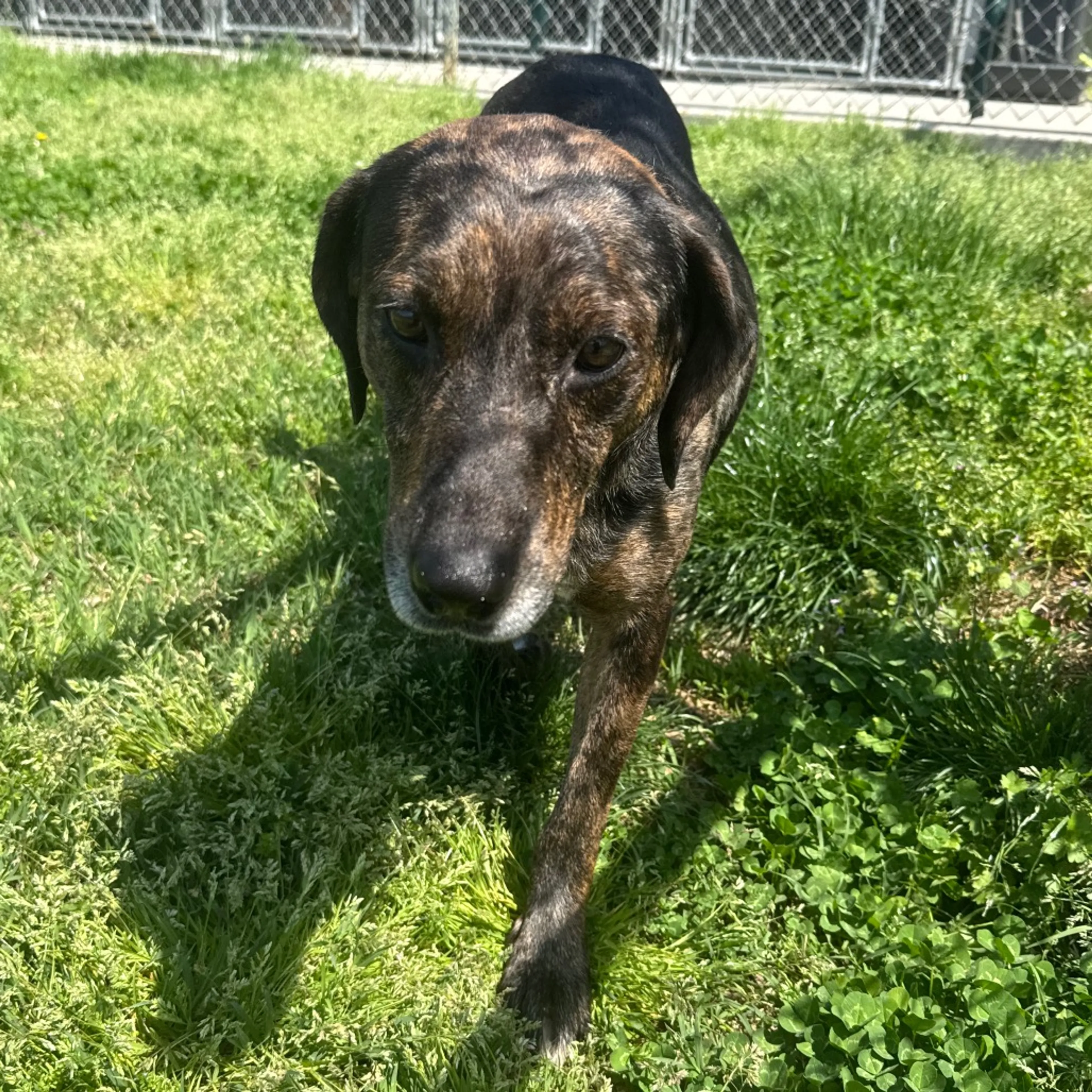 Found pet-2