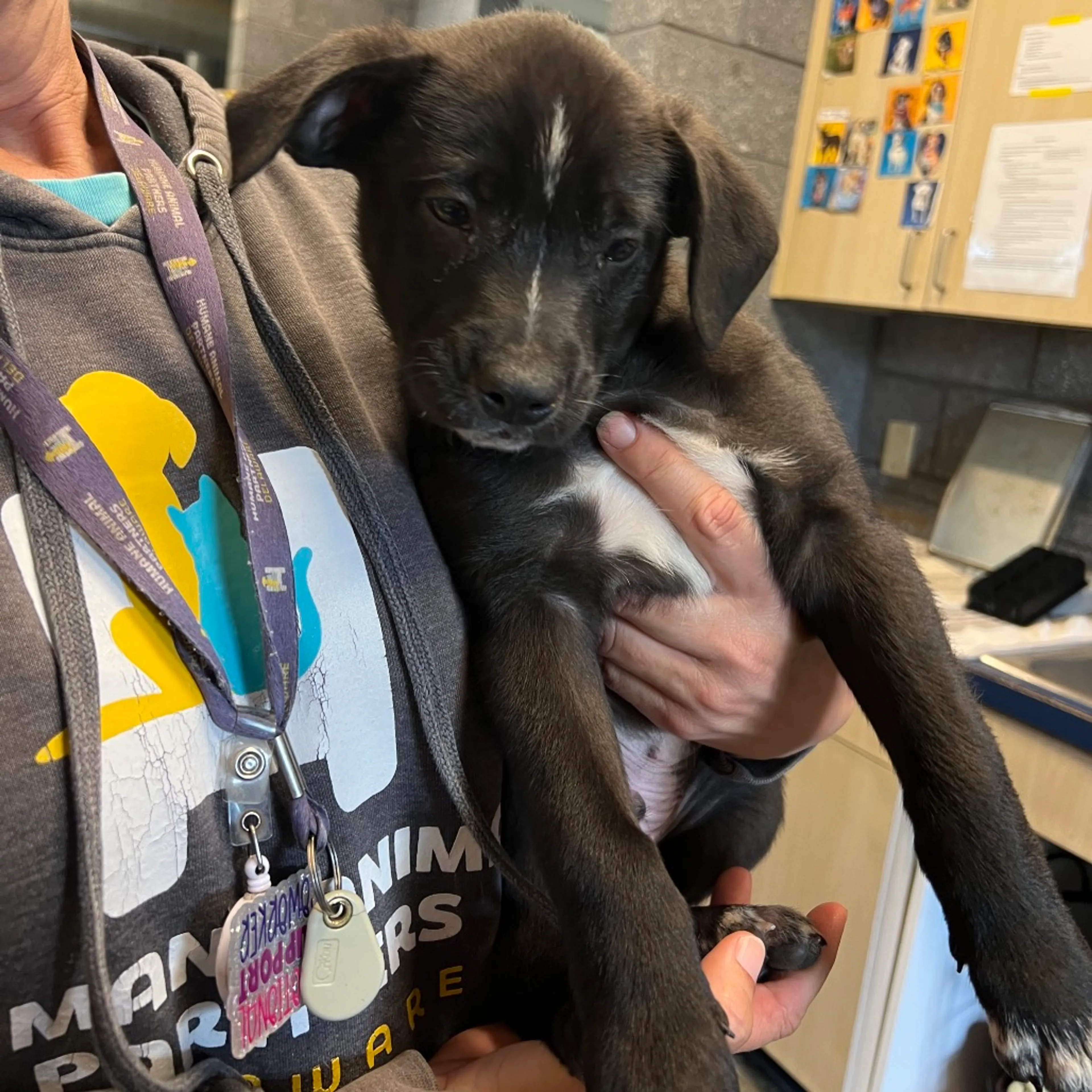 Found pet-1