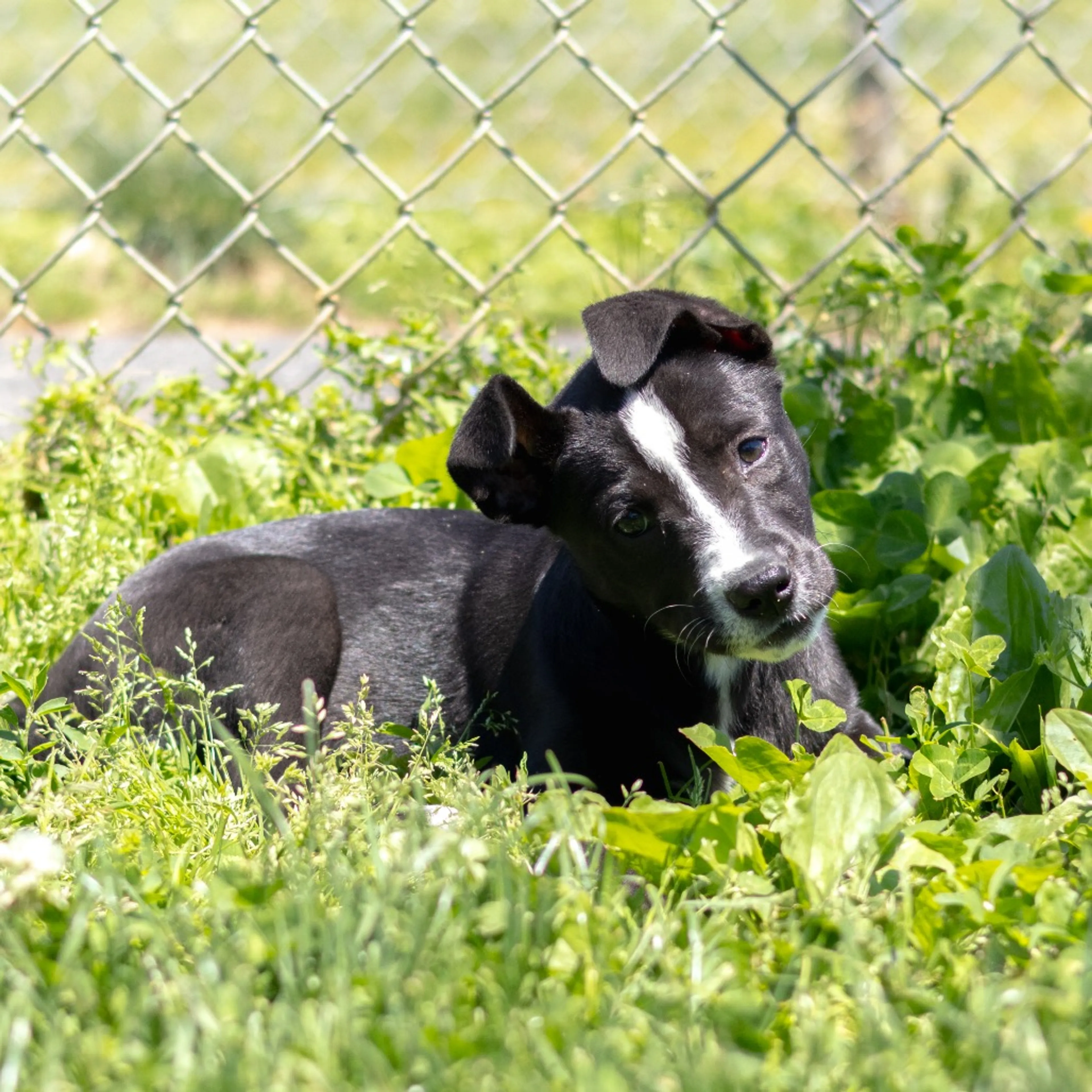 Found pet-2
