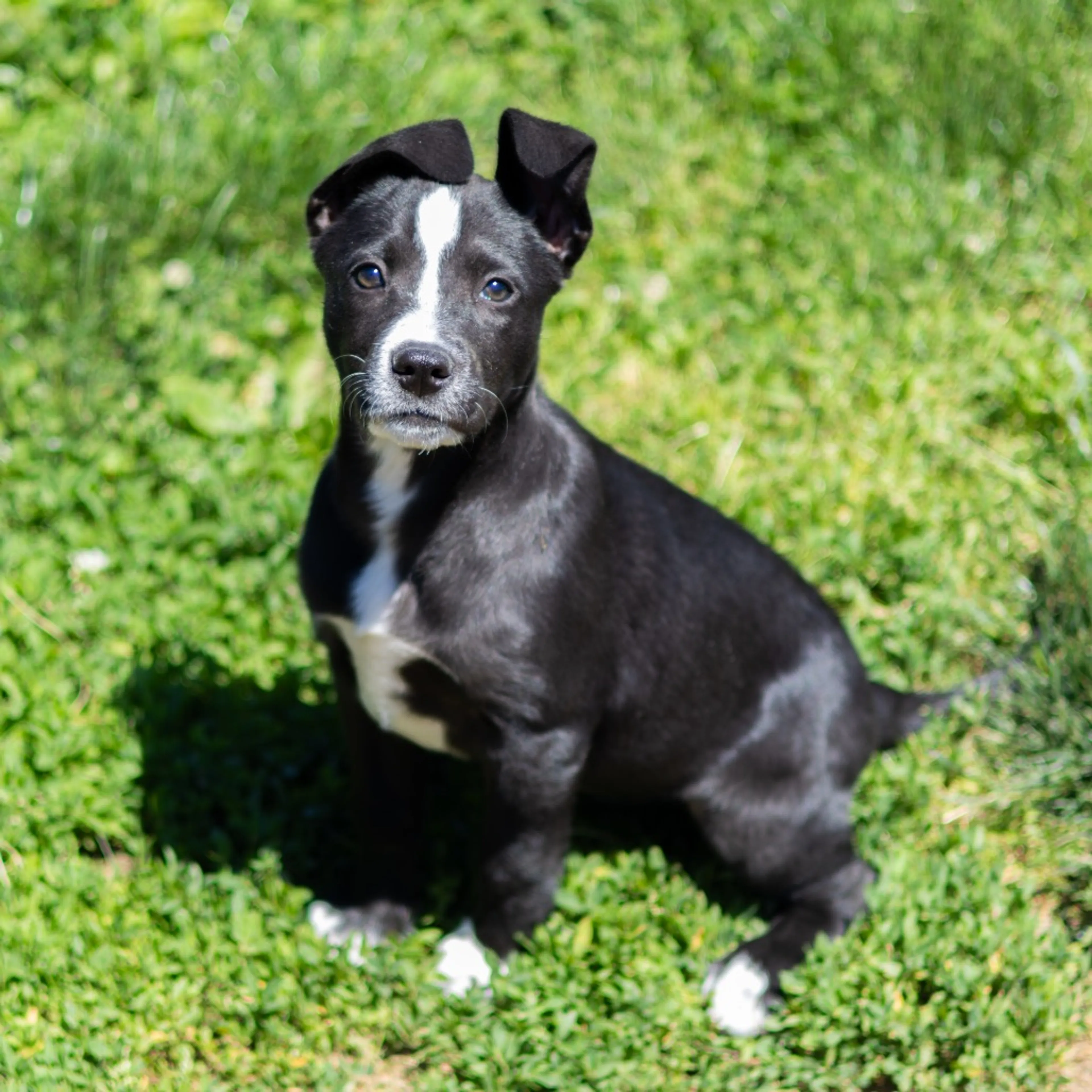 Found pet-12