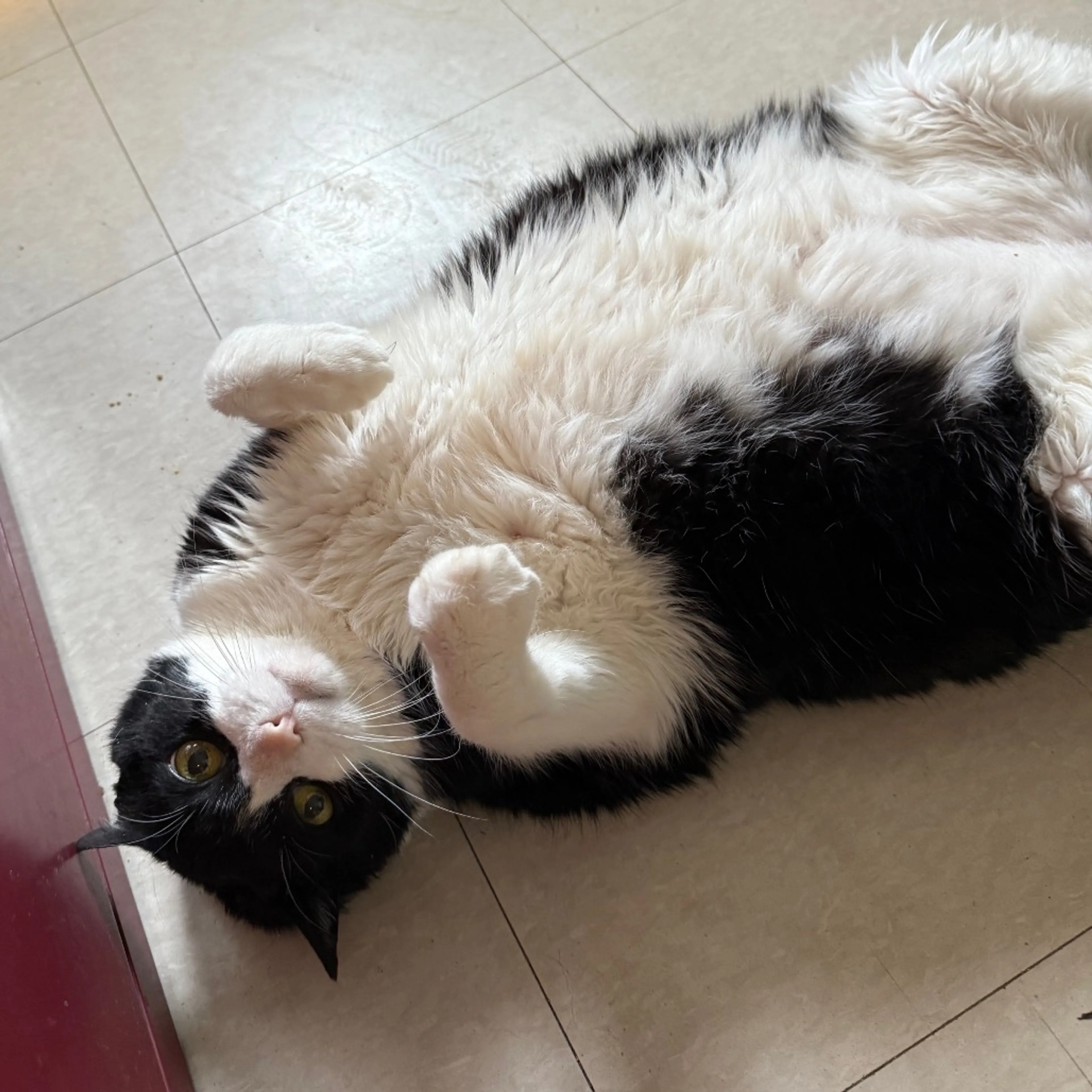 Found pet-10